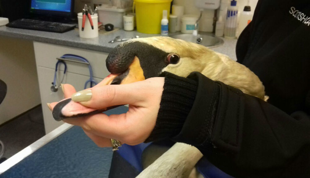 Animal rescuers found the swan at a canal in Lanarkshire (SSPCA/PA)