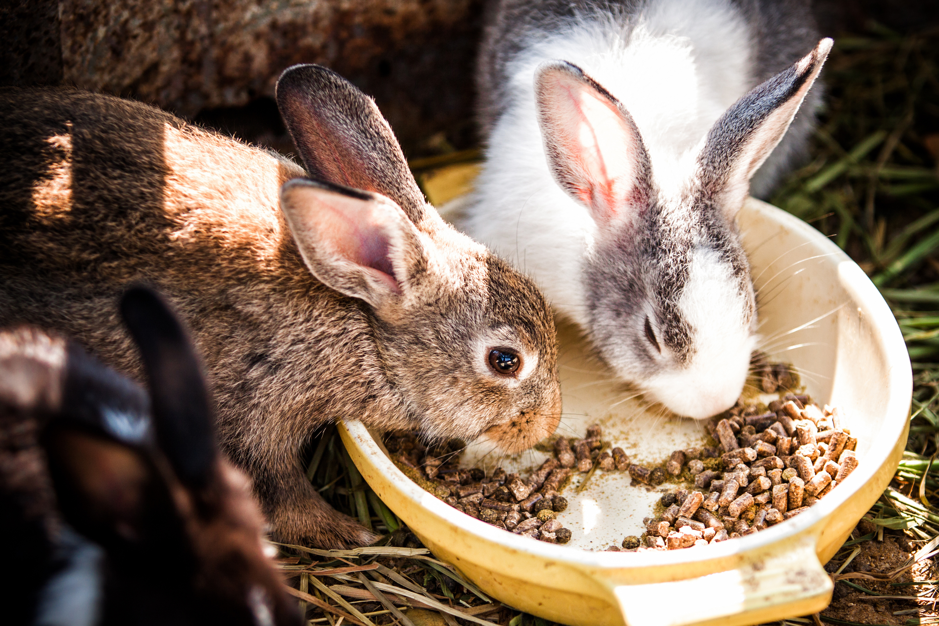 The Scottish SPCA are advising against buying rabbits as Easter gifts (Getty Images)