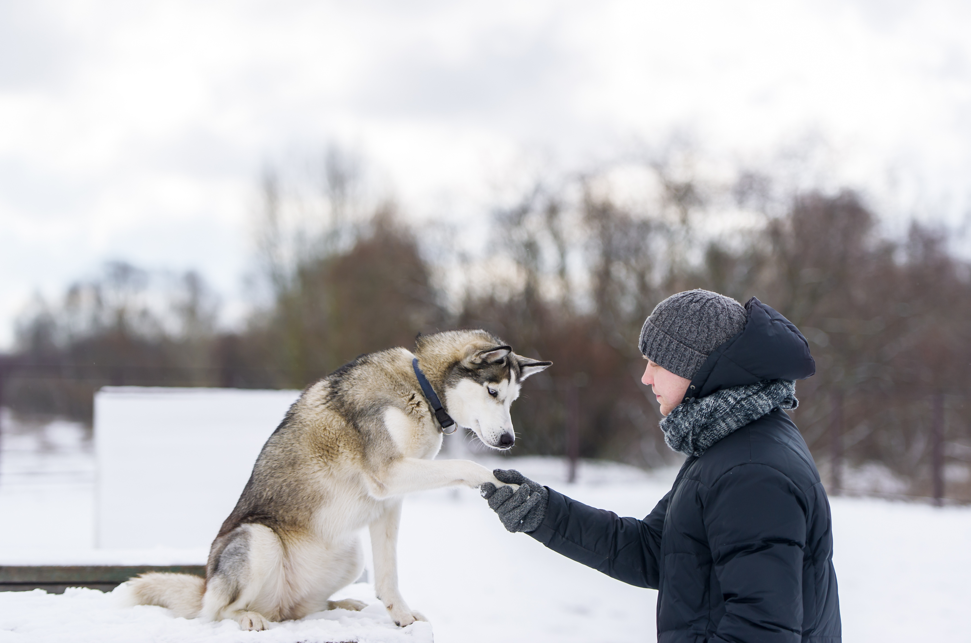 Would you like to work at a husky centre? (iStock/Getty Images)