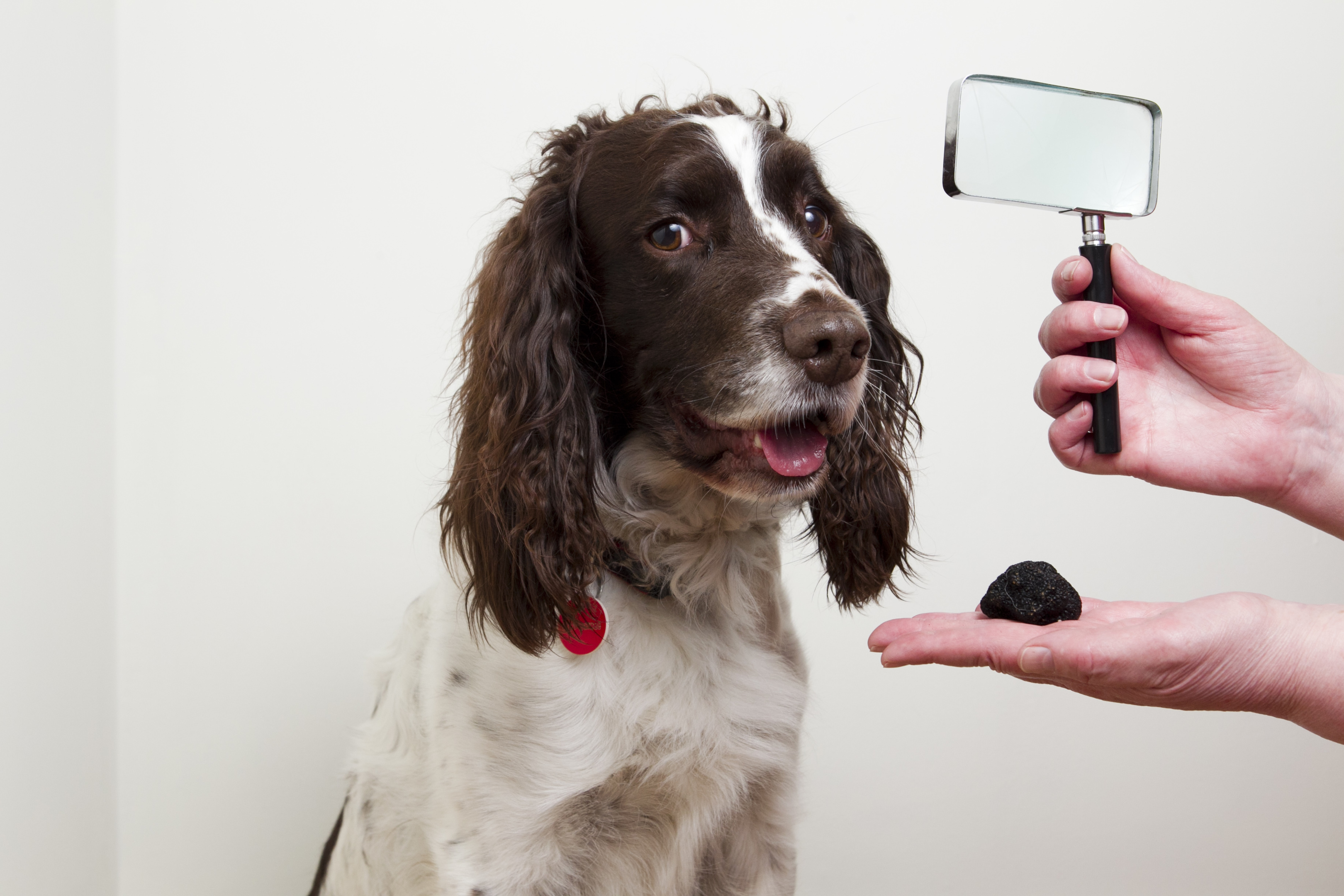 Max the truffle sniffing dog (Andrew Cawley / DC Thomson)