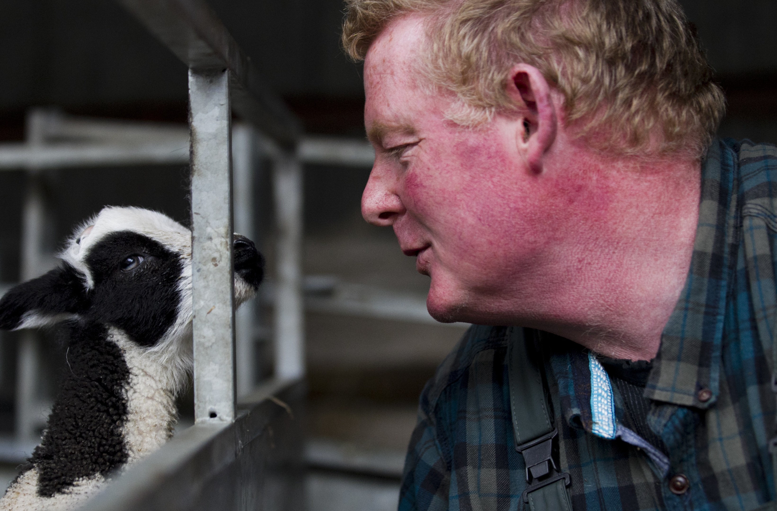 Farmer Kenny Dickson looks after the distinctive Jacob lambs (Andrew Cawley)