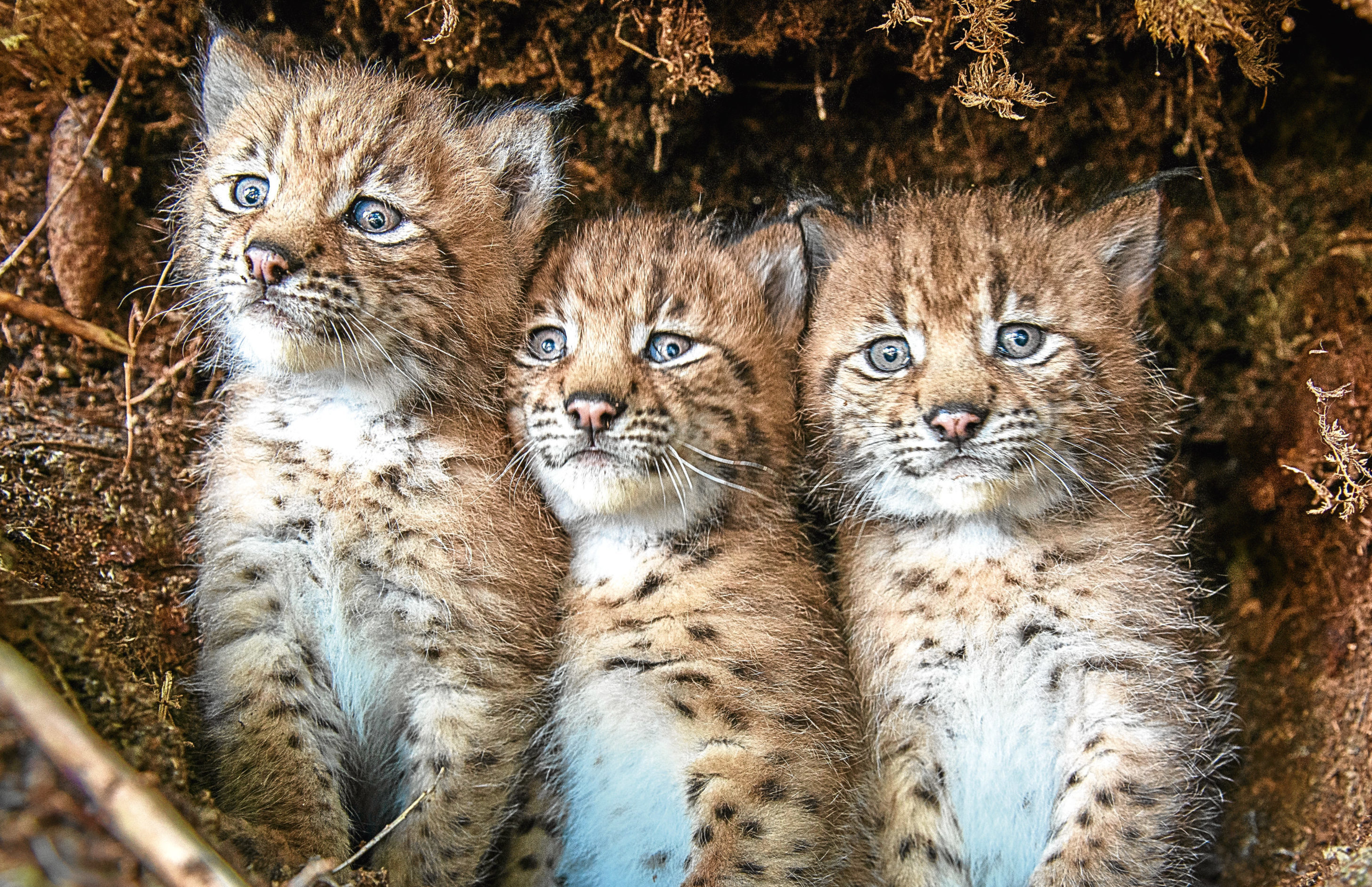 Lynx kittens in Simmental, Switzerland (Laurent Geslin)