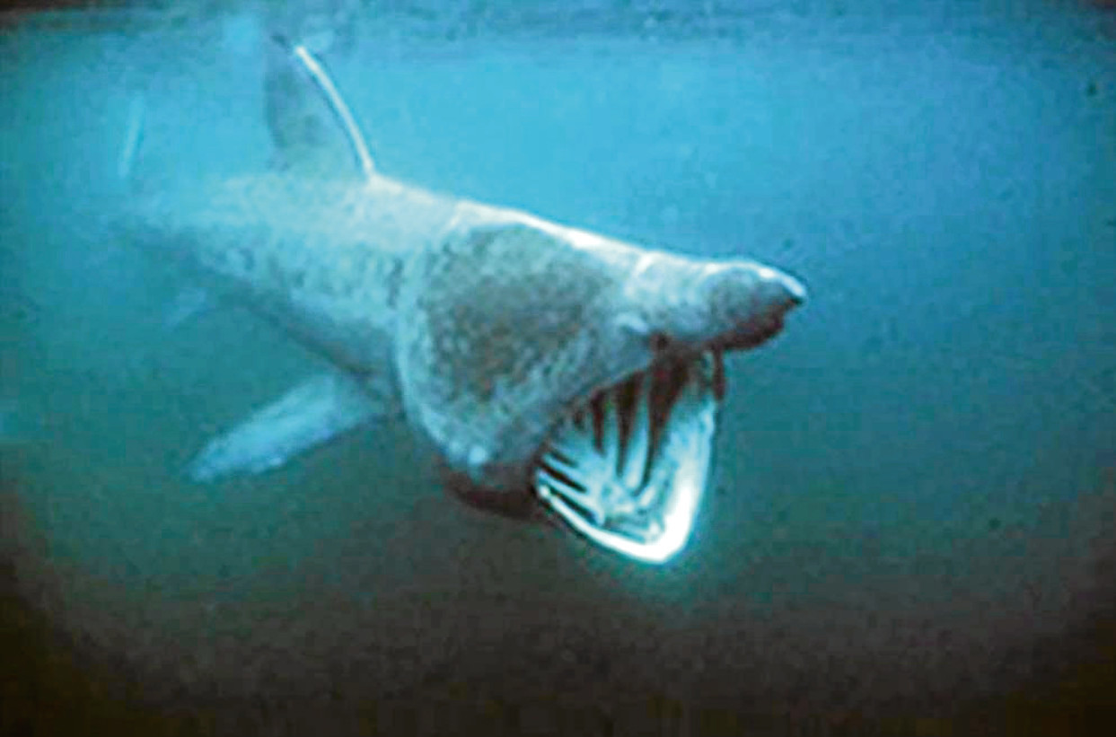 A basking shark