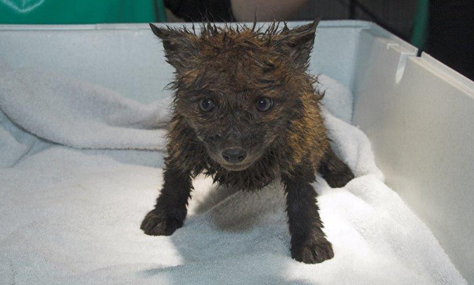 A six week old fox cub was found covered in mud and petrol in a skip (Scottish SPCA/PA Wire)