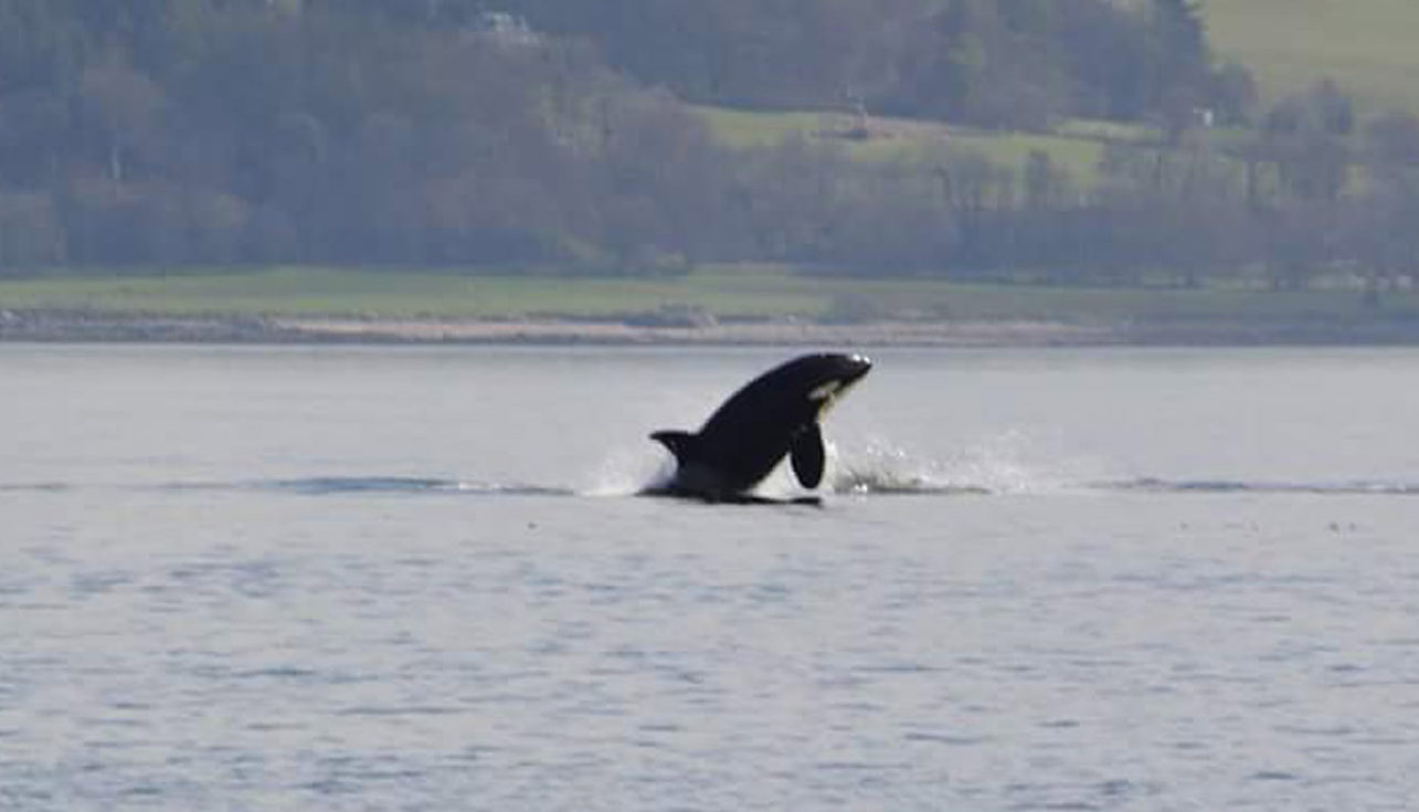 A killer whale, one of a pod of orcas spotted in the River Clyde near Dunoon