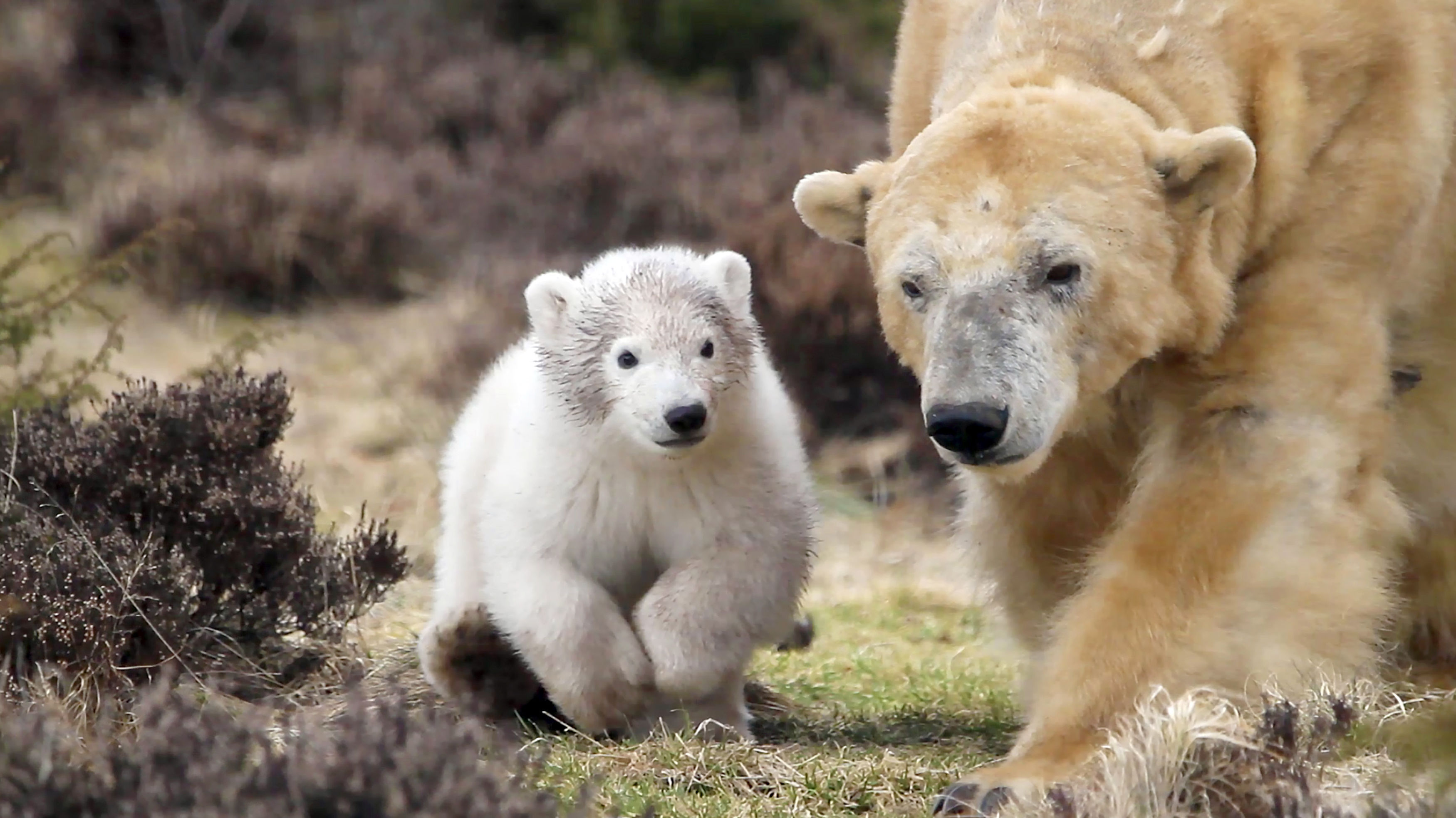 Victoria and her cub, the first to be born in the UK in twenty-five years (Jon Paul Orsi/RZSS/PA Wire)