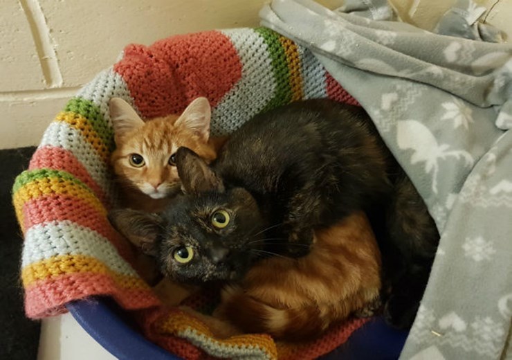 Bella and Lexi are looking for a new home (Scottish SPCA)