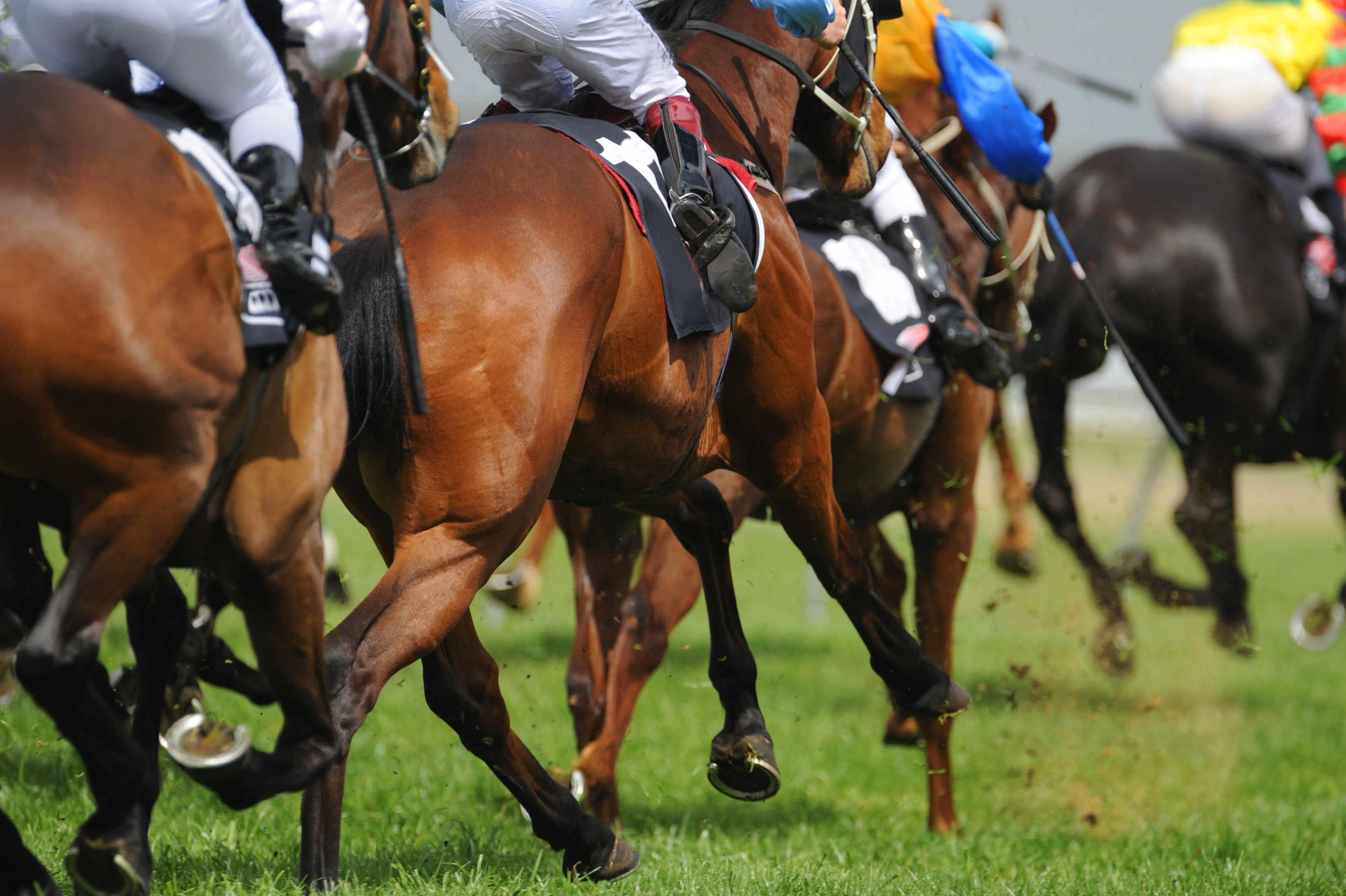 Horse-racing across the UK cancelled after outbreak of equine flu in