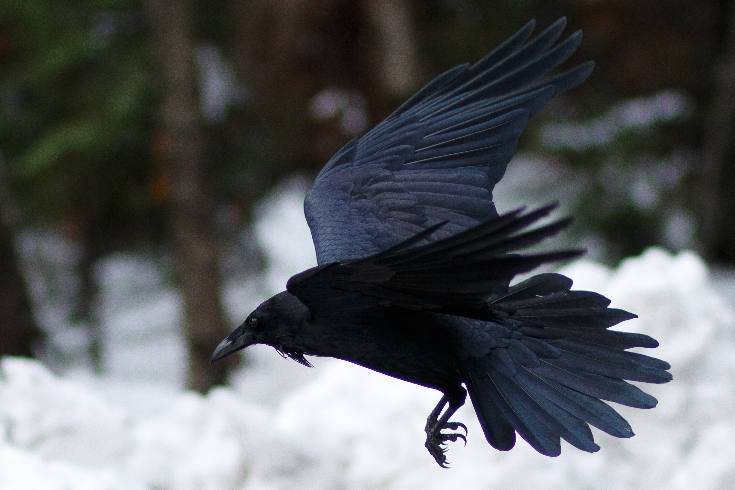 The raven is making a comeback (David Hoffmann / Getty Images)