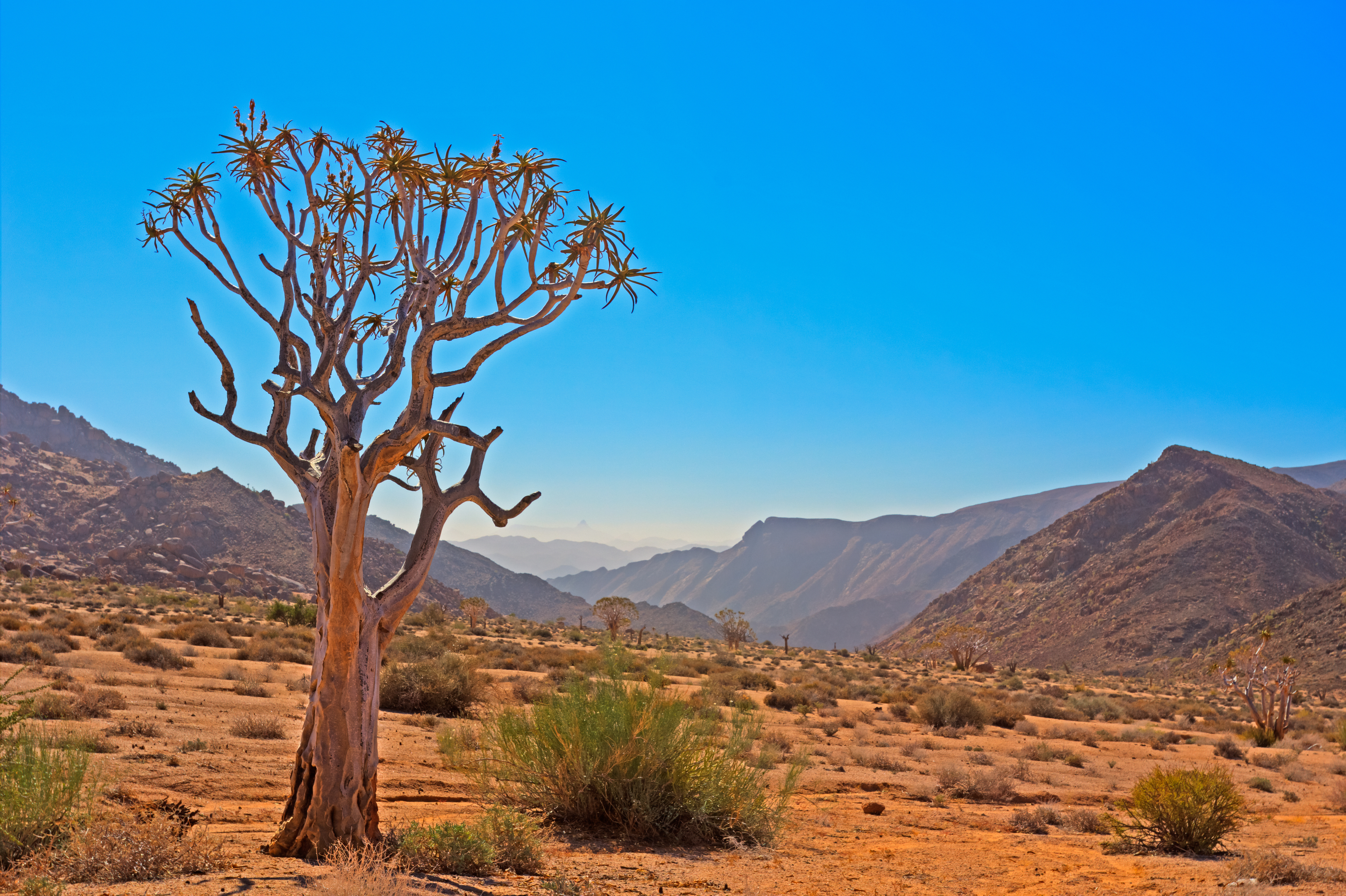 Kokerboom Tree in Arid Valley Richtersveld (Getty Imgaes/iStock)