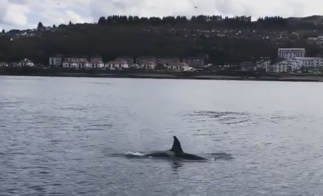 Orca whale off Dunoon (Lindsay Moss / Facebook)