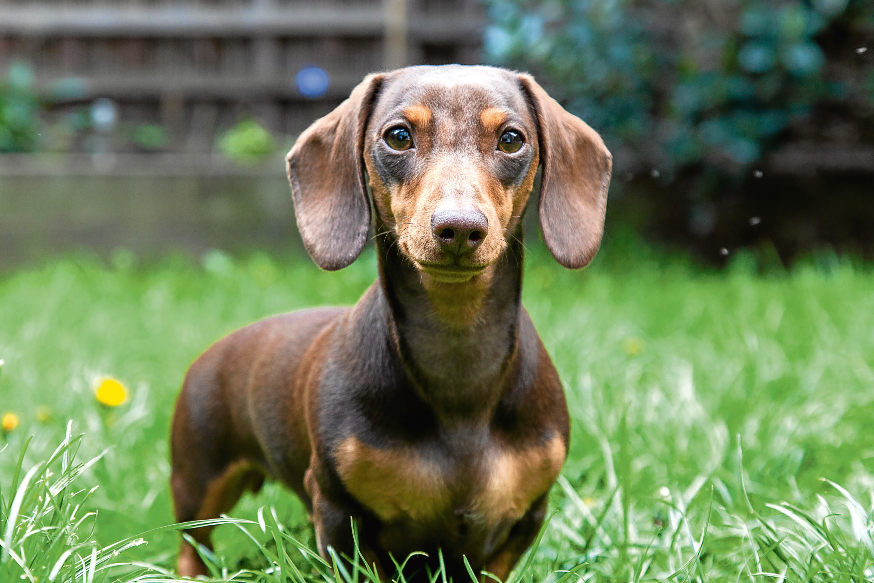 Dachshund-lovers are delighted by the new attraction