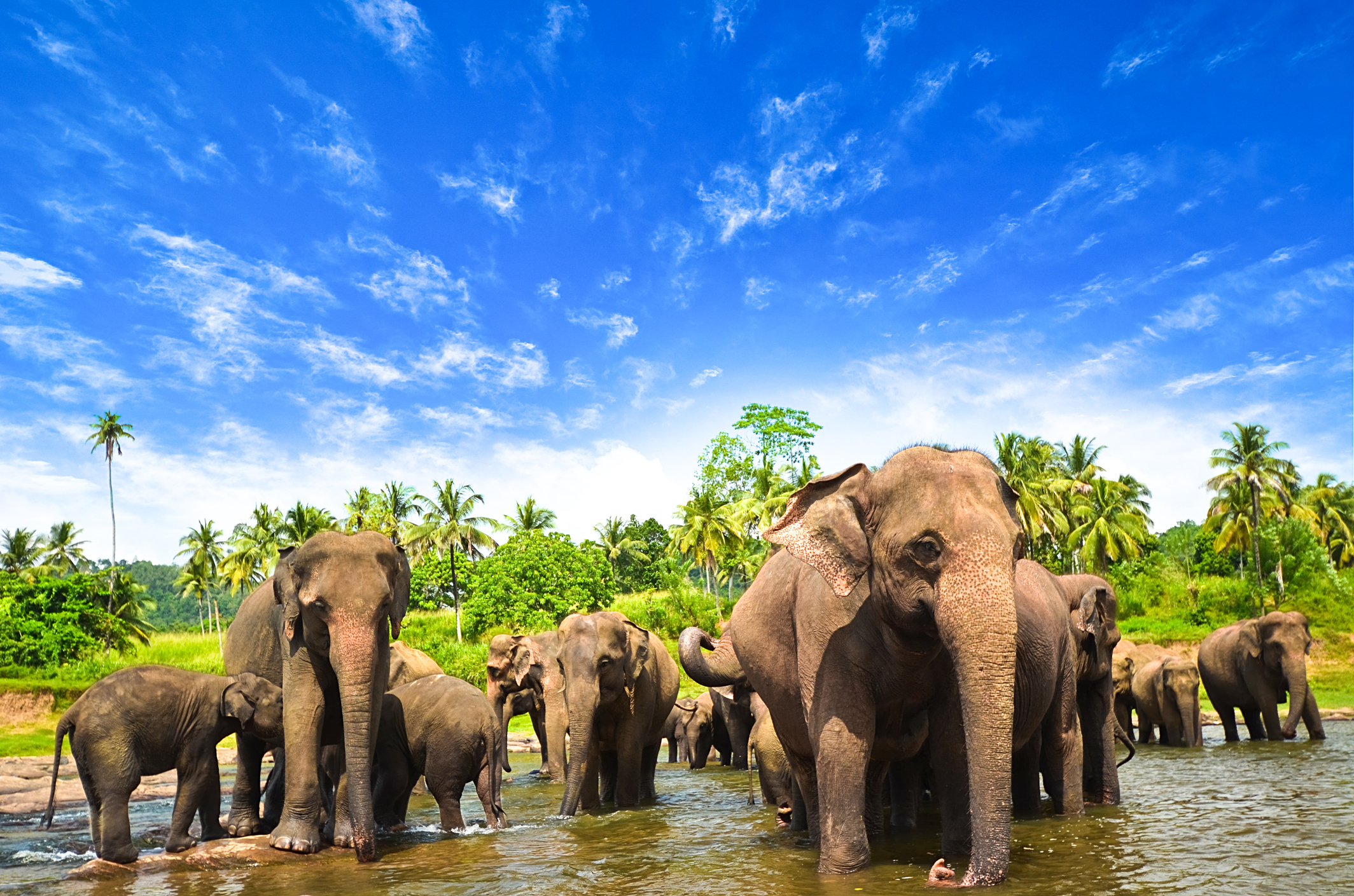 Elephants in the beautiful landscape of Sri Lanka (Getty Images)