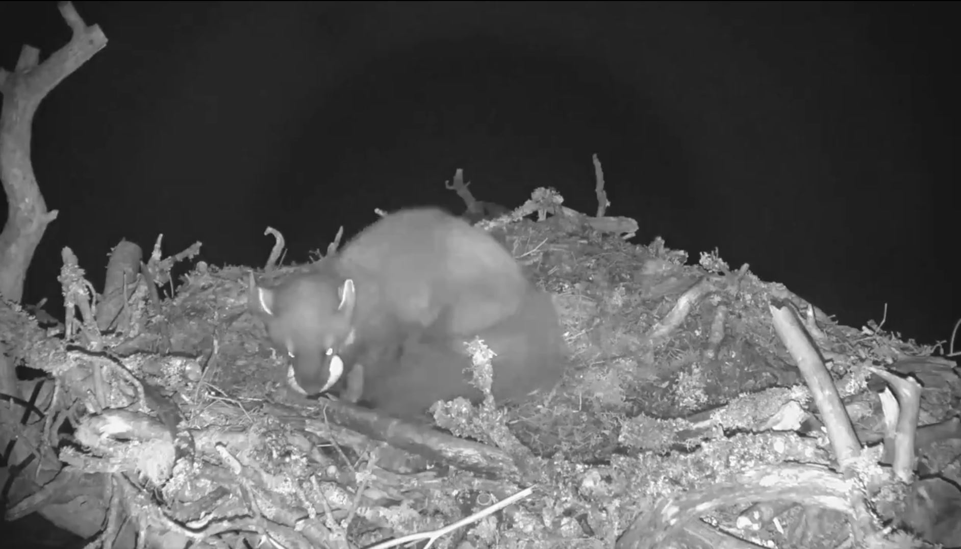 The osprey nest was raided by a pine marten (Twitter)