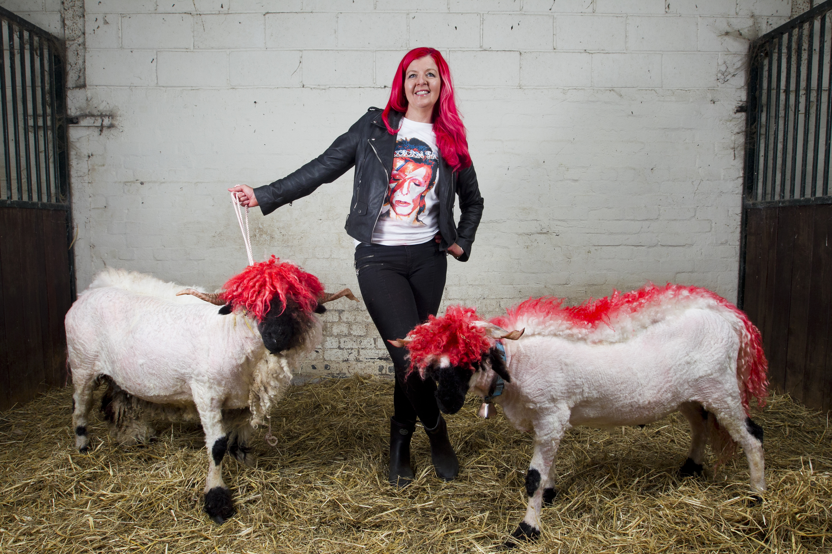 Ali Thom with Mia and Macallan the sheep (Andrew Cawley / DC Thomson)