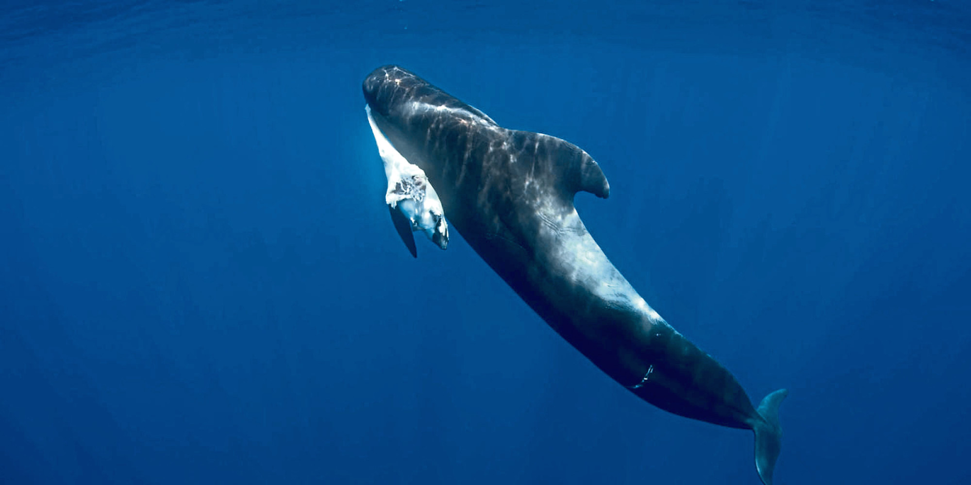 A pilot whale clutches her stillborn calf