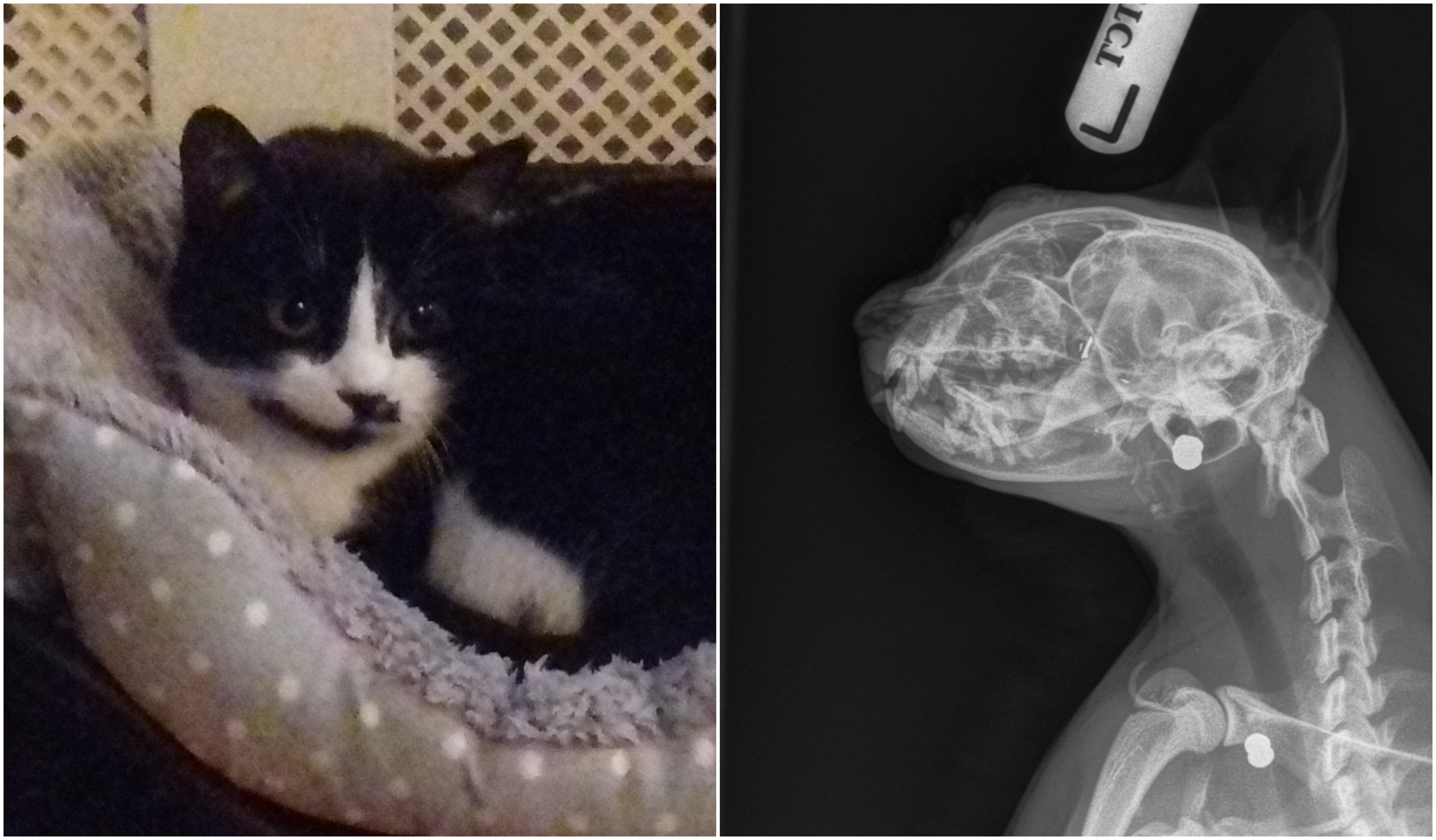 Oreo the cat was left with serious injuries after being shot with an air rifle (Scottish SPCA)