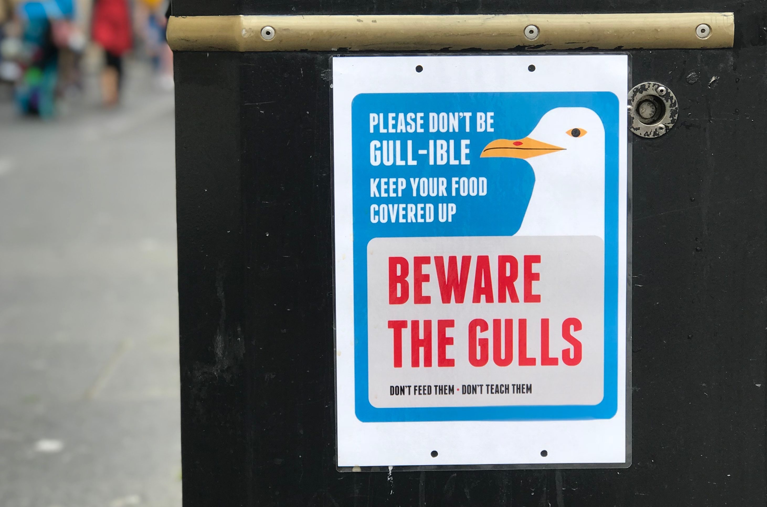 Seagulls are proving a nuisance in Dundee (Jon Brady / DC Thomson)