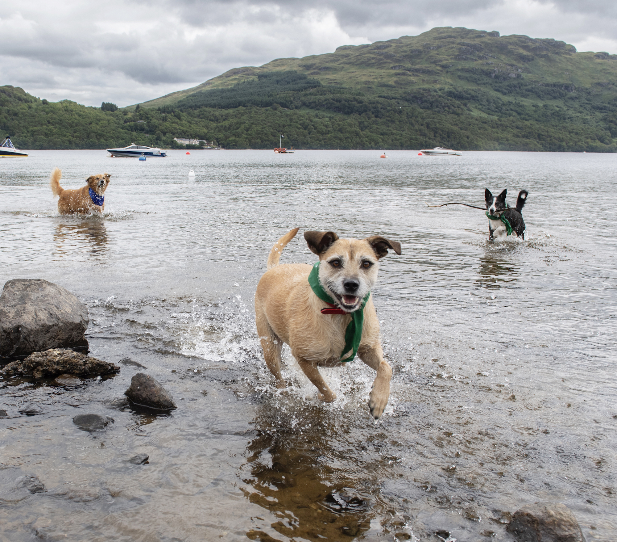 A group of SSPCA rescue dogs enjoyed a day at the beach thanks to Argyll Holidays (Paws Pet Photography)