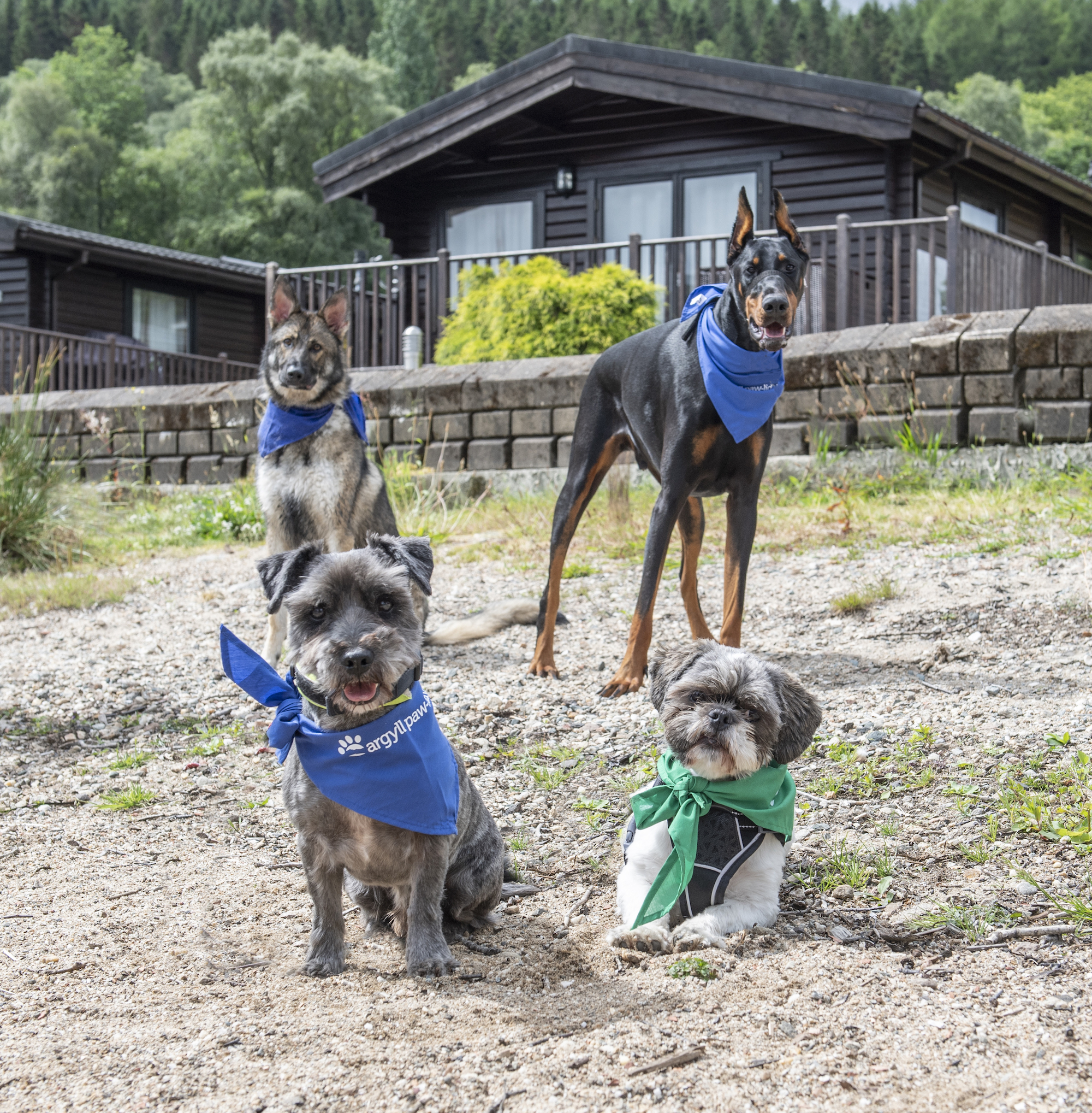Scottish rescue dogs enjoy a summer holiday at private