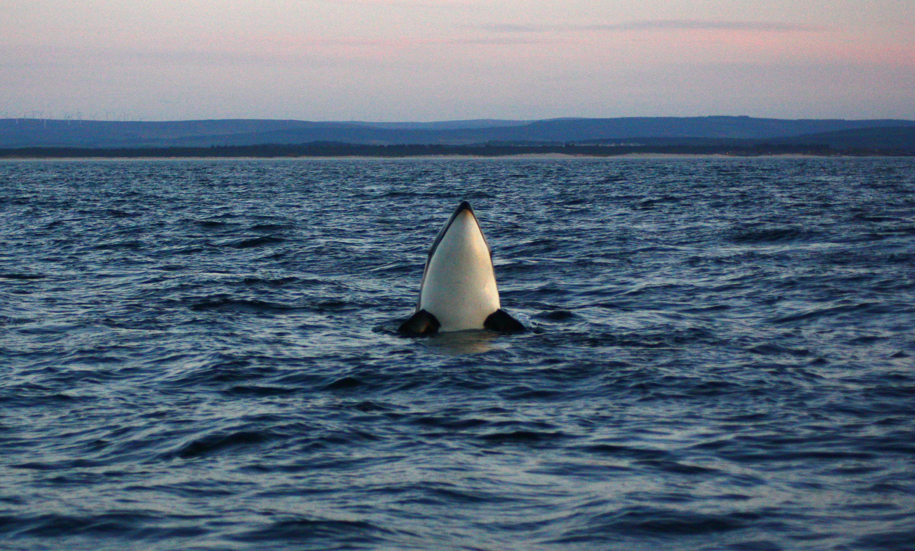 What do you know about Scotland's resident killer whales? (North 58 Sea Adventures)
