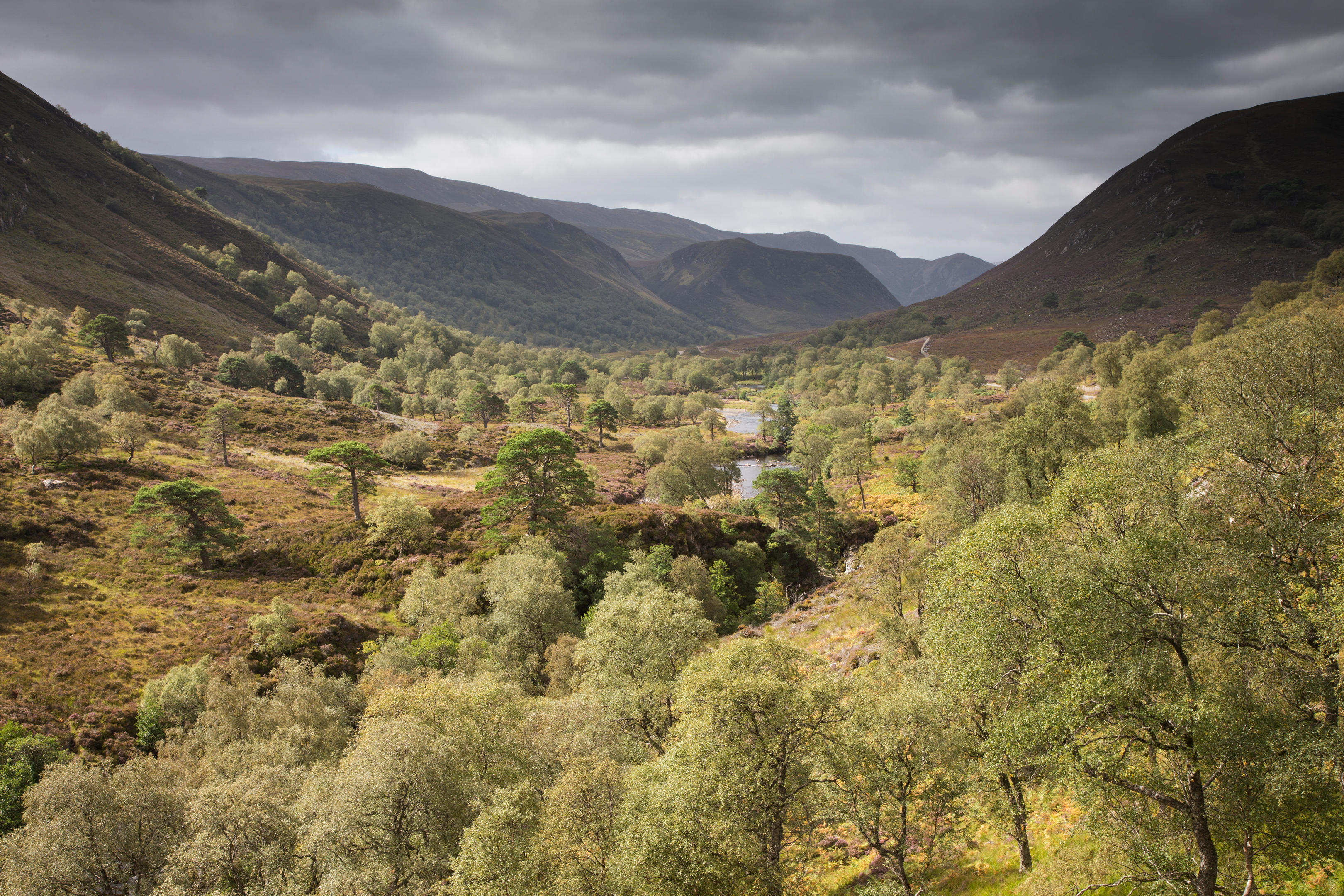 Alladale reserve in Sutherland where wolves could be released (Alamy)