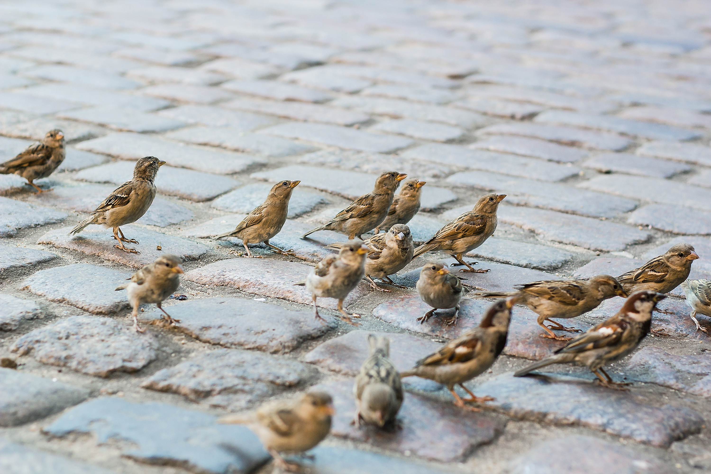 House sparrows are just some of the endangered birds licensed for cull. (Getty)