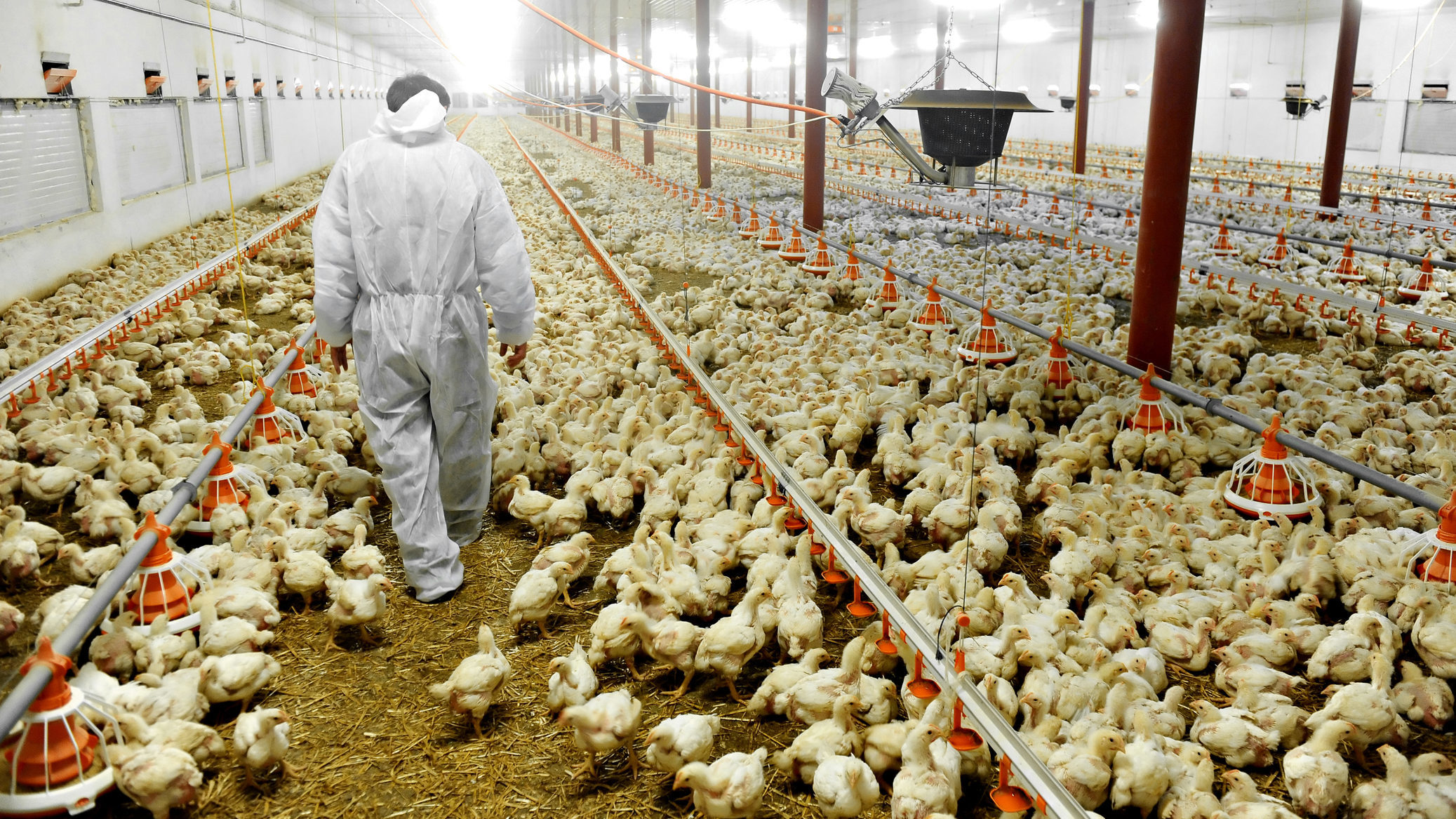 A farmer veterinary walks inside a poultry farm. iStock