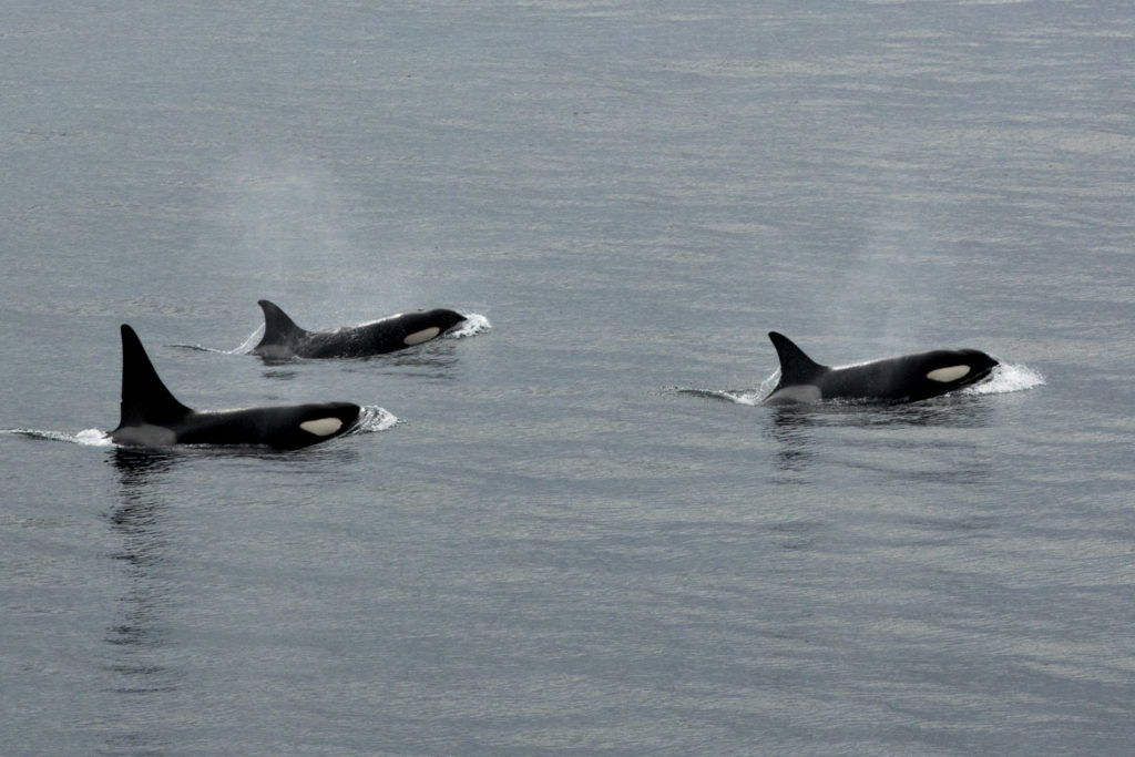 All You Need To Know About Scotland's Resident Orca Pod - The Sunday Post