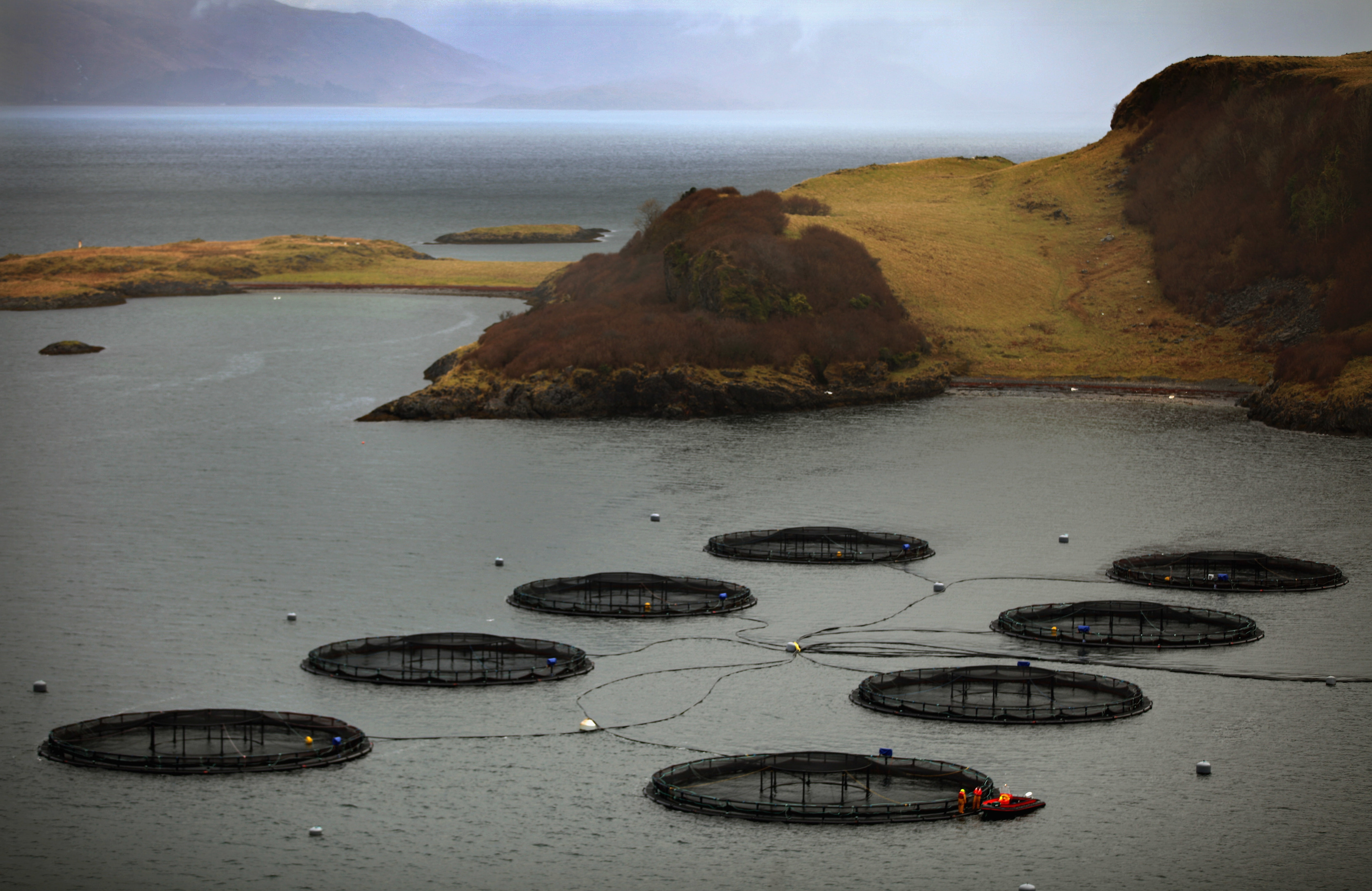 Scotland's fish farming industry has also been boosted by an agreement between the Scottish Government and China to export salmon to Asia. (Jeff J Mitchell/Getty Images)