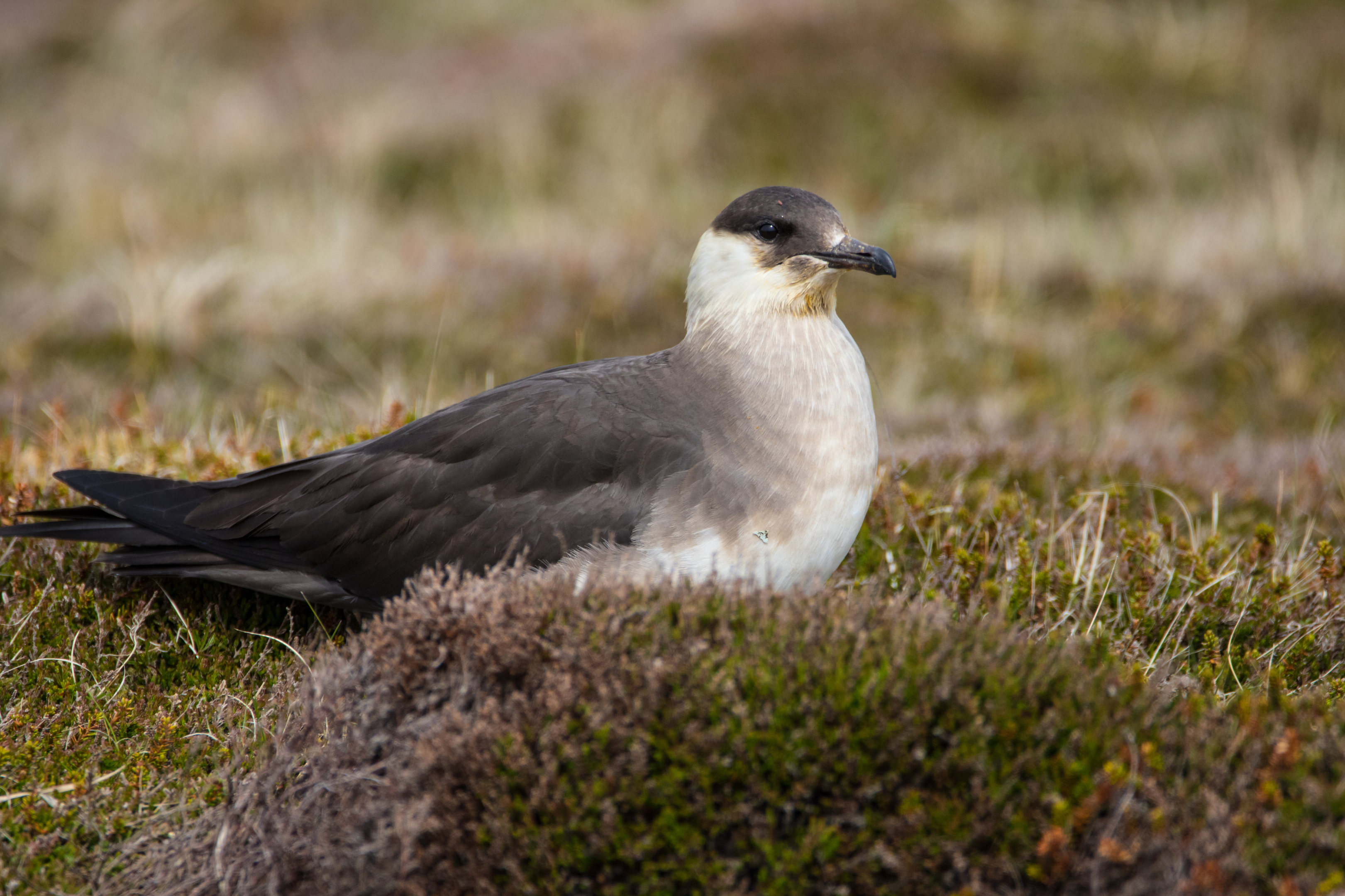 The Arctic Skua is on a rapid decline (Getty)