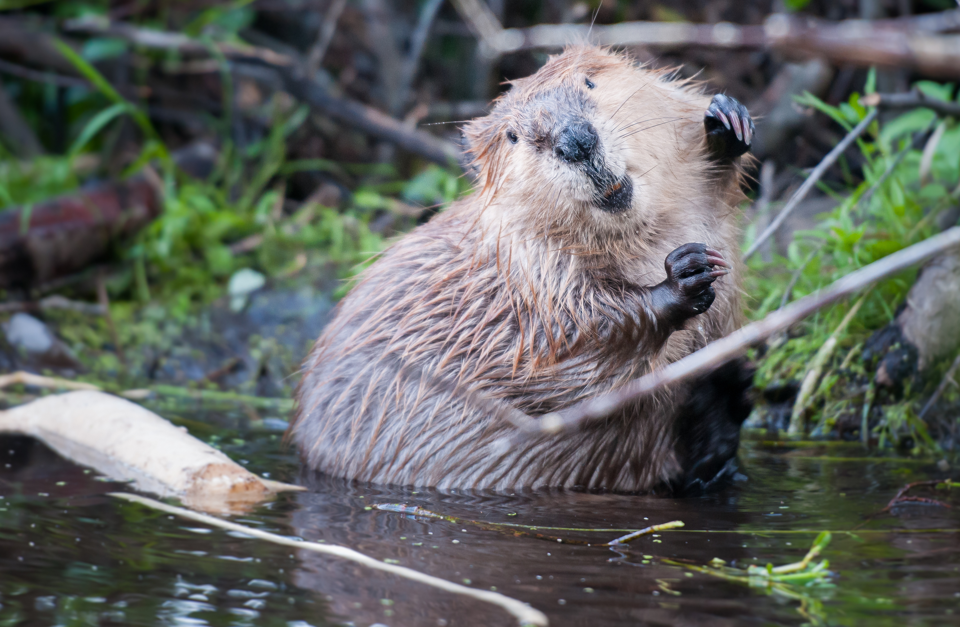 A beaver (Getty Images)