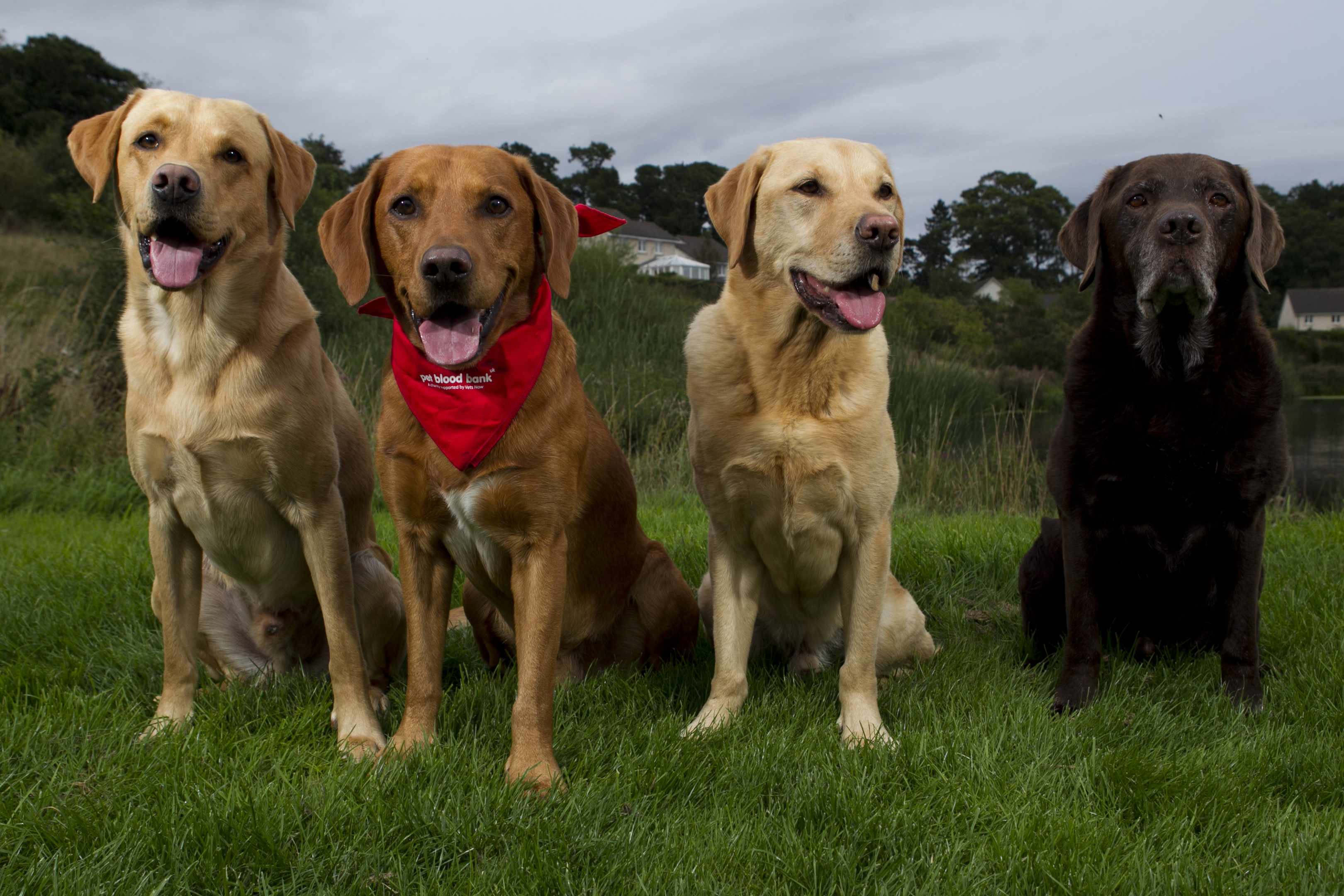 Left to right, Quincy, Zephyr, Pasco and Hudson (Andrew Cawley / DC Thomson)