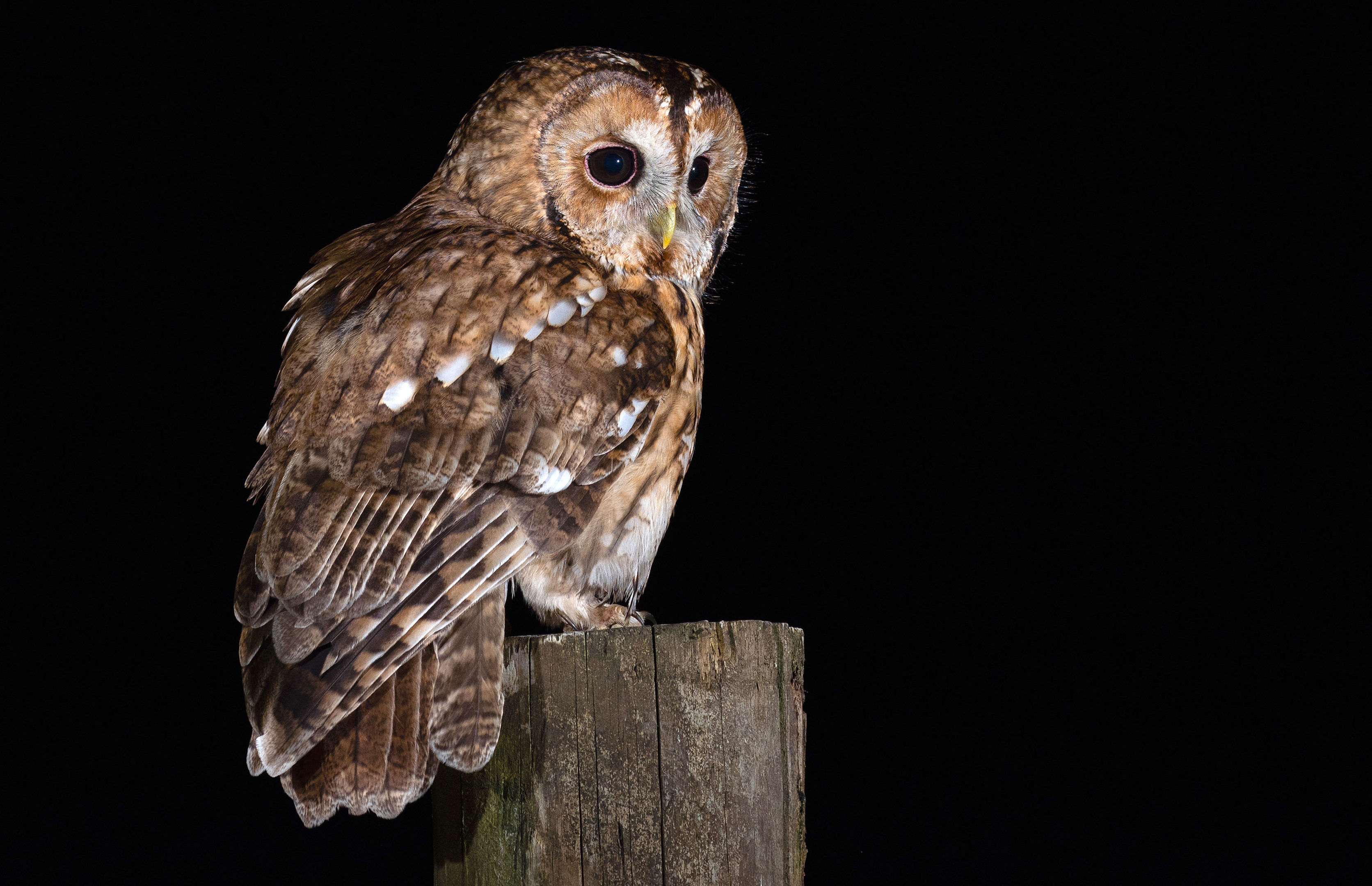 A Tawny Owl (Laurence Liddy/BTO/PA Wire)