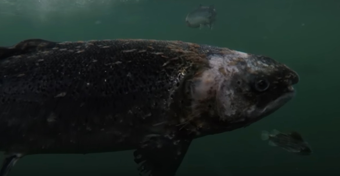 A salmon with extreme sea lice lesions filmed at the Scottish Salmon Company's fish farm on Lewis.
