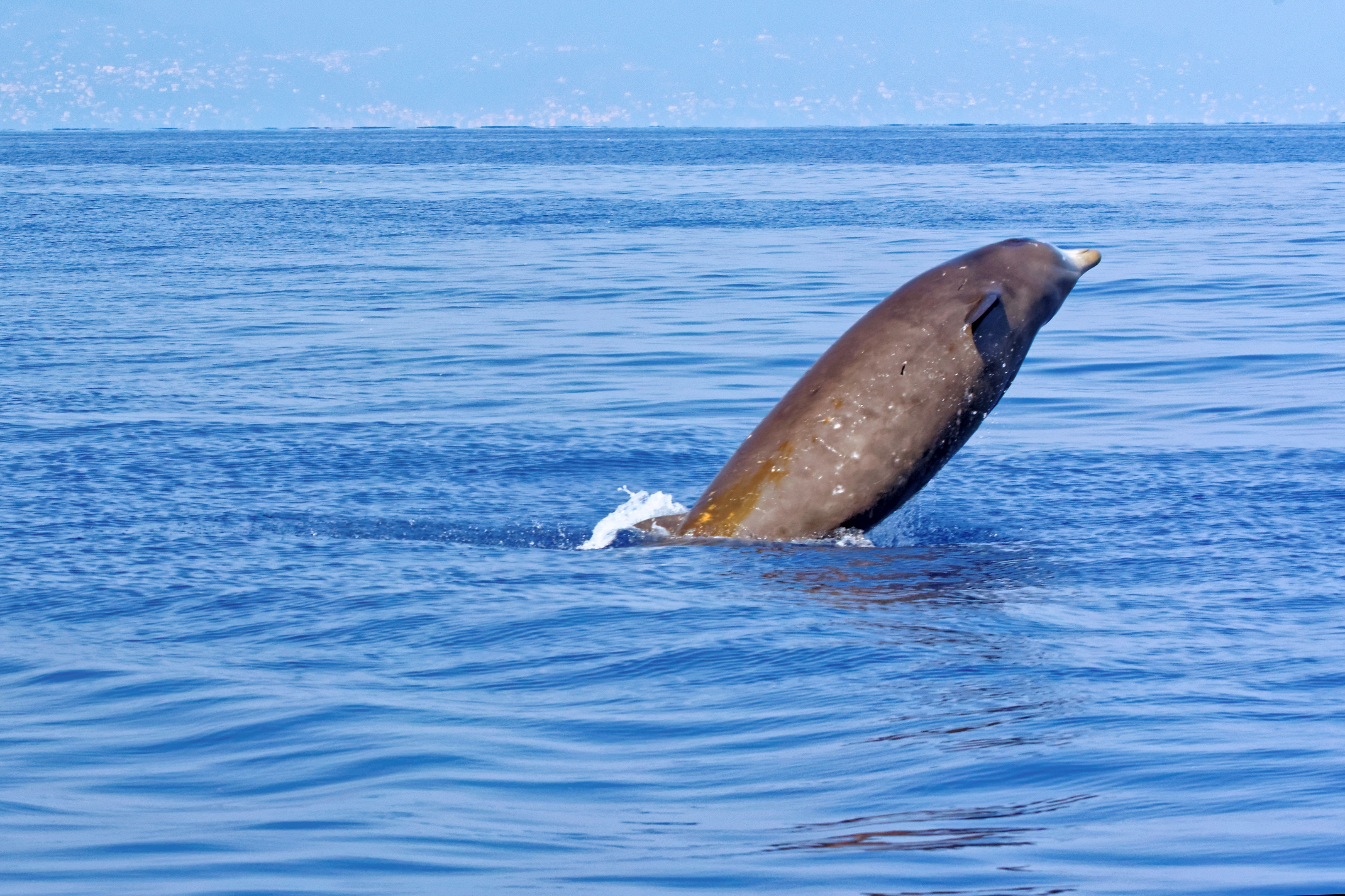 Cuvier's beaked whales are susceptible to military acoustic interference and deaths have been linked to this in the past. (Getty)
