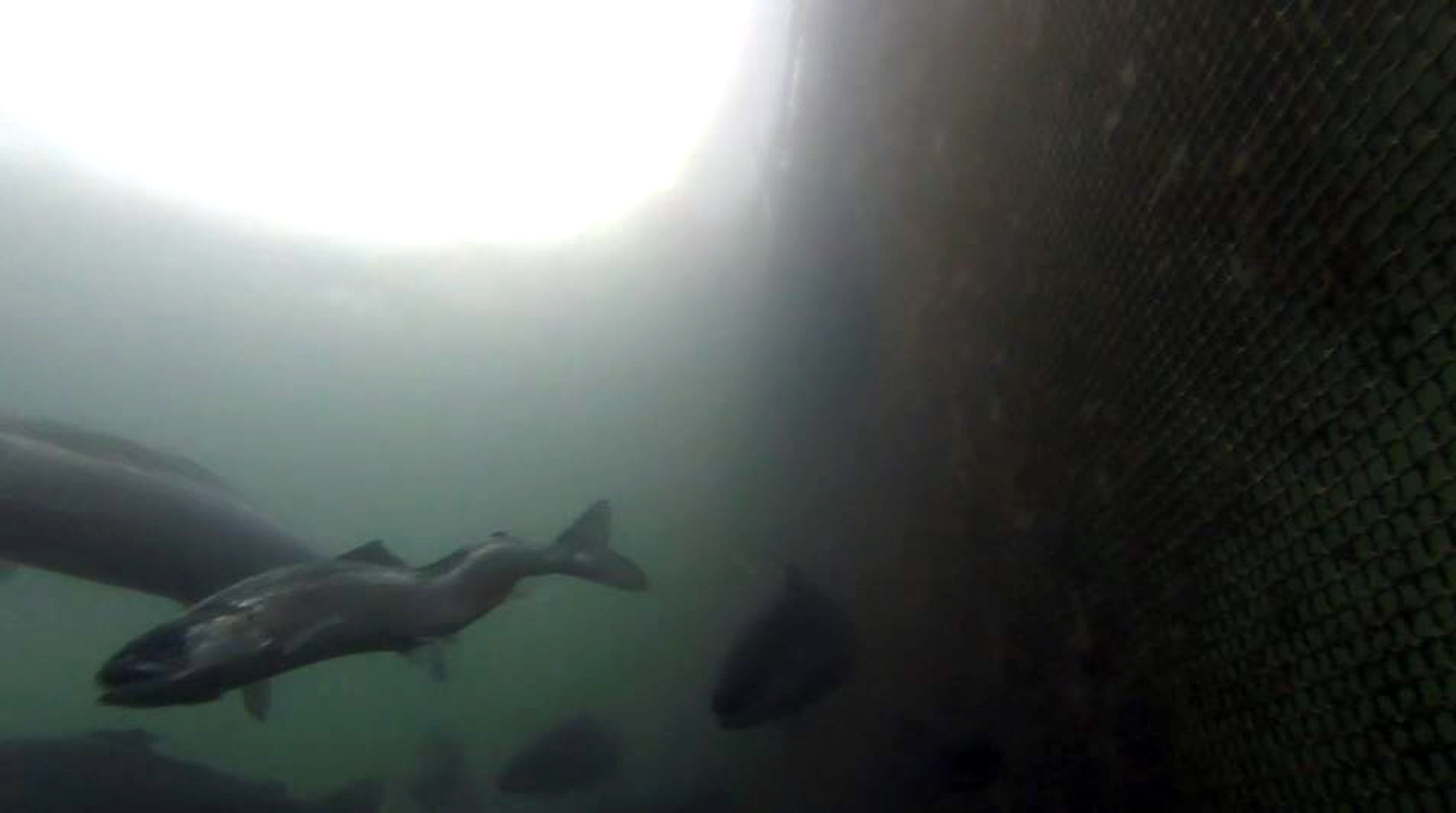 Salmon with spinal deformities were filmed in Loch Fyne, Argyll