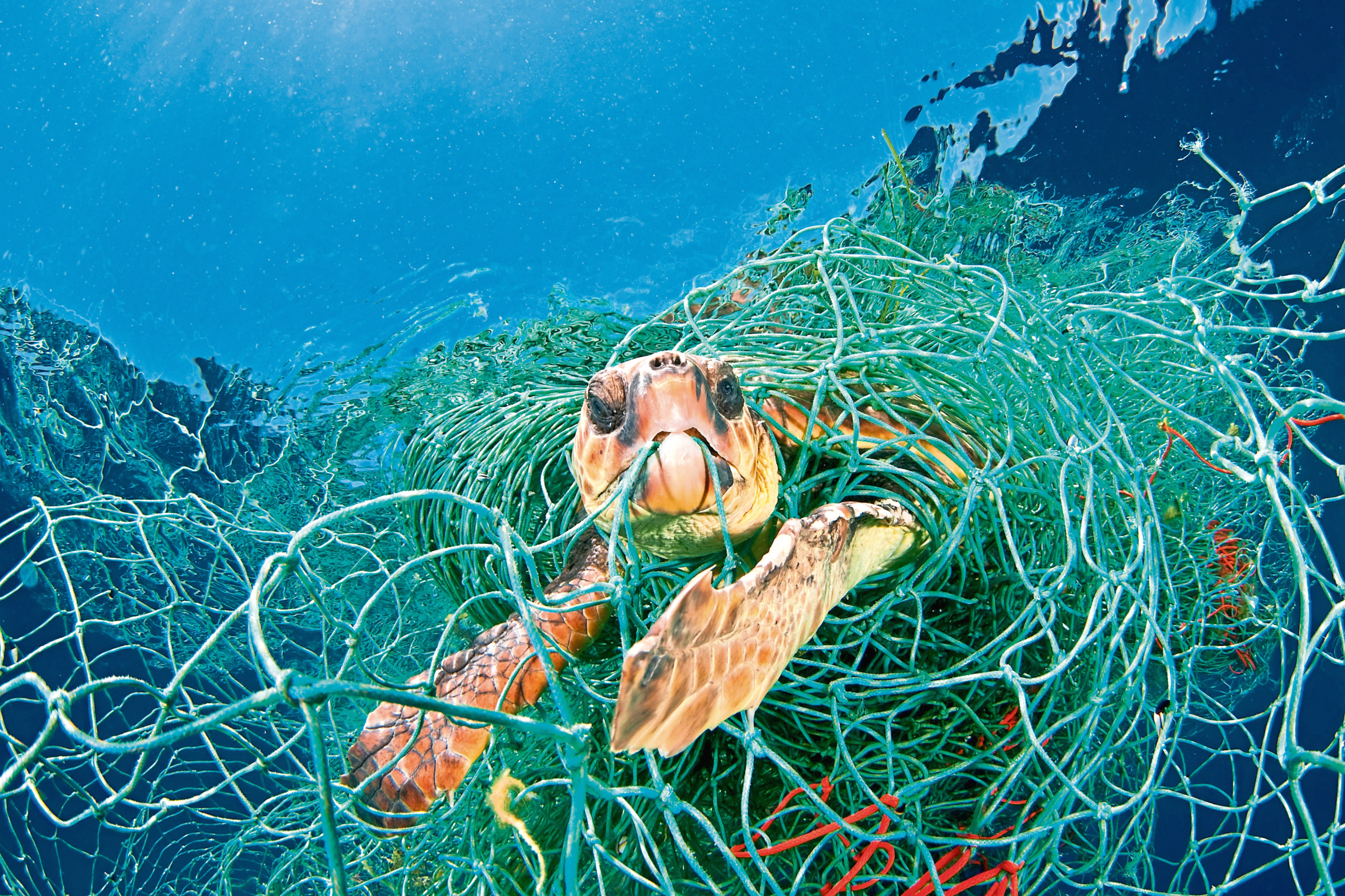 Loggerhead turtle trapped in a drifting abandoned net in the Mediterranean Sea. A global deal similar to the Paris Agreement on climate change is needed to protect wildlife and people from "our wanton destruction of nature", WWF urges.