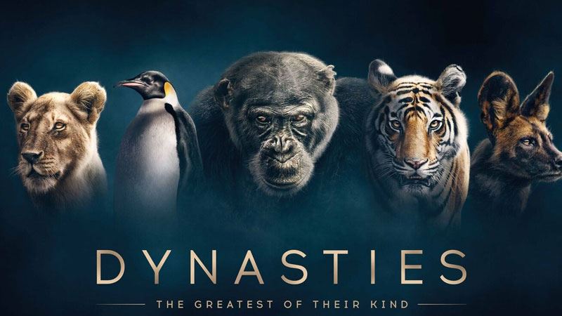 Sir David Attenborough broke his own rules while filming new series, Dynasties. (BBC)