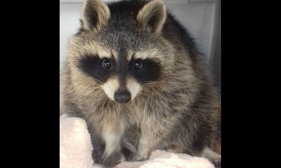 The raccoon (Scottish SPCA / Twitter)