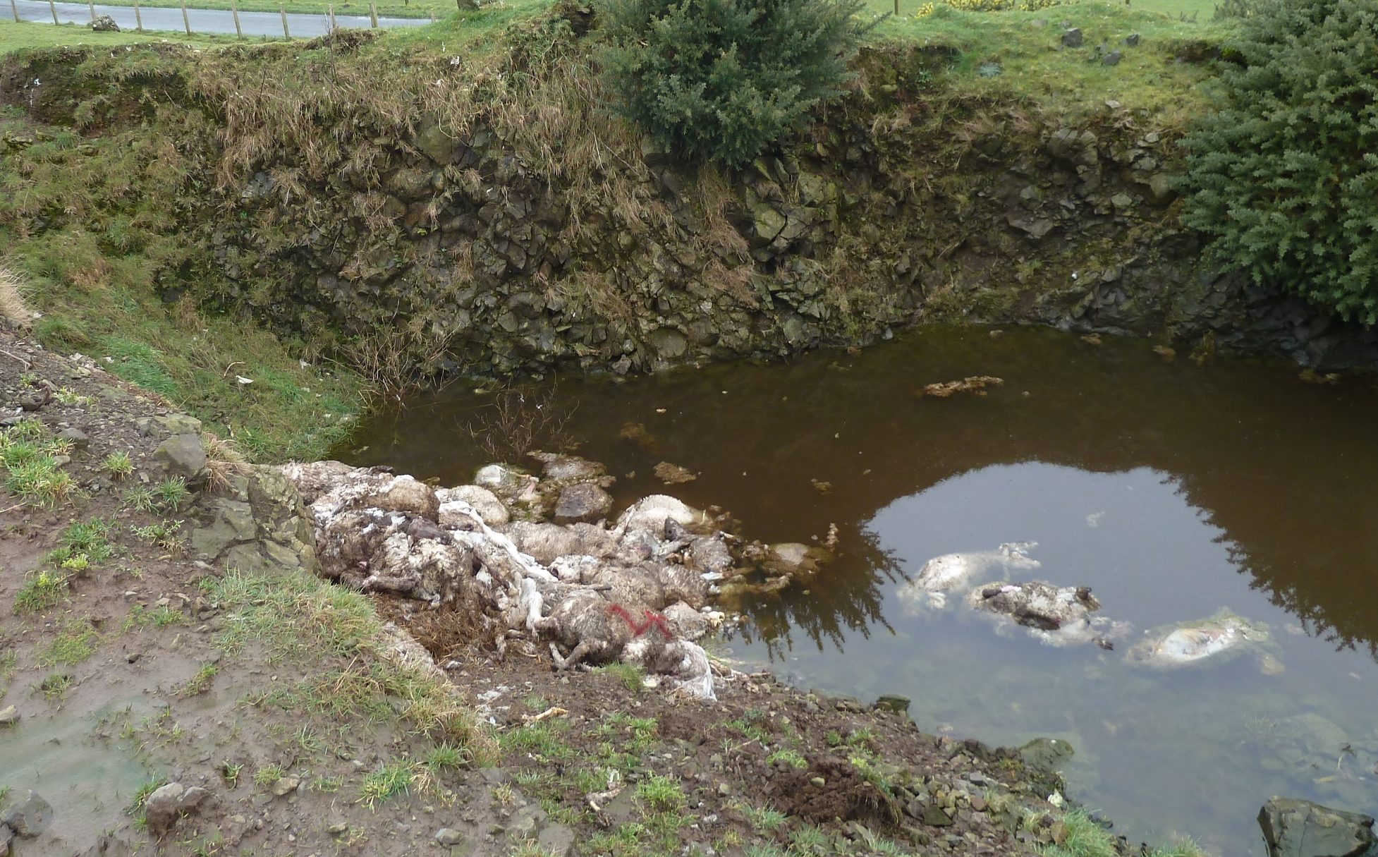 Sheep carcasses were found dumped in an open pit.