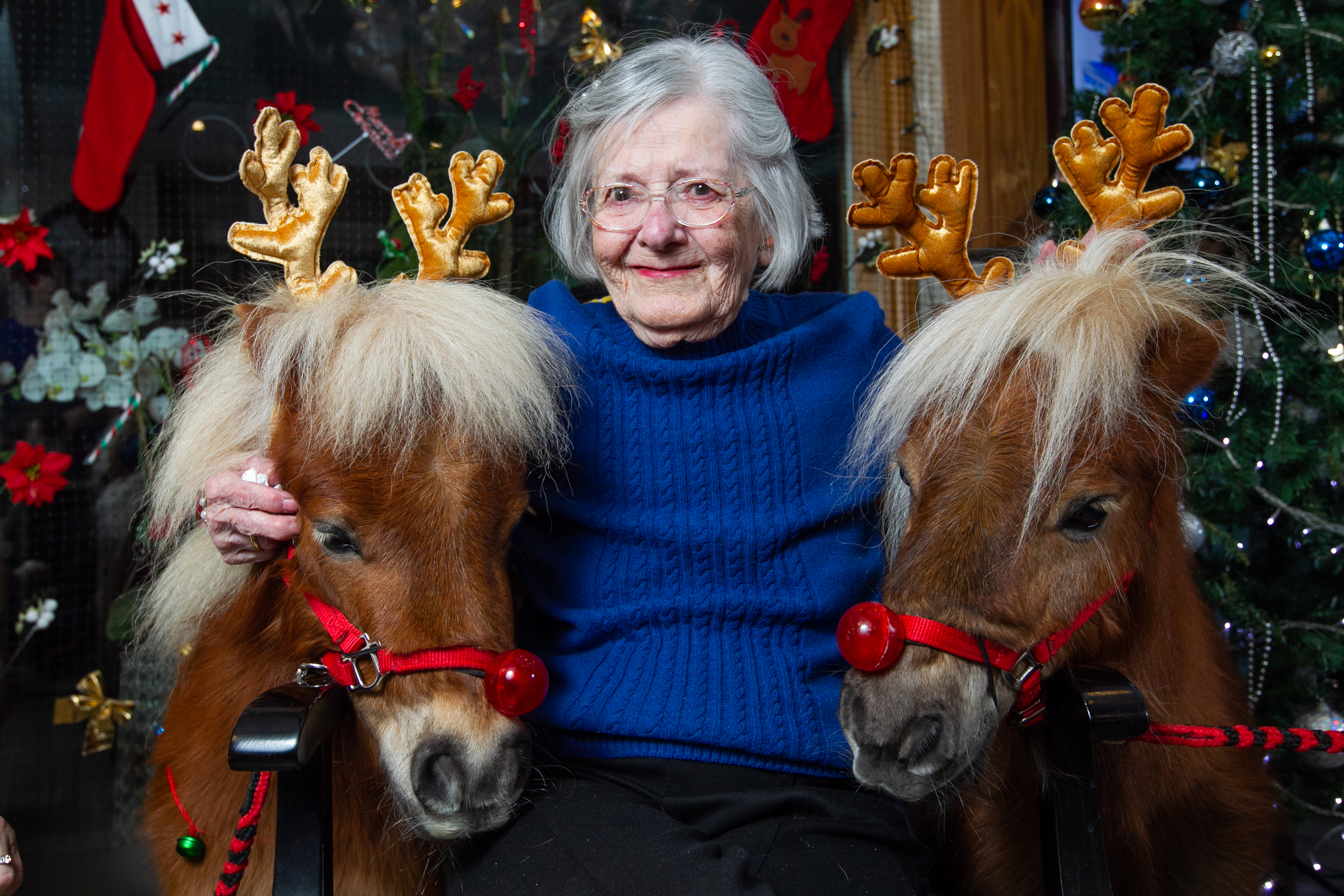 Pat, 93, poses with one of the miniature Shetland Ponies, dressed as Christmas reindeers, visiting the residents of Manor Grange Care Home in Edinburgh. (Andrew Cawley)