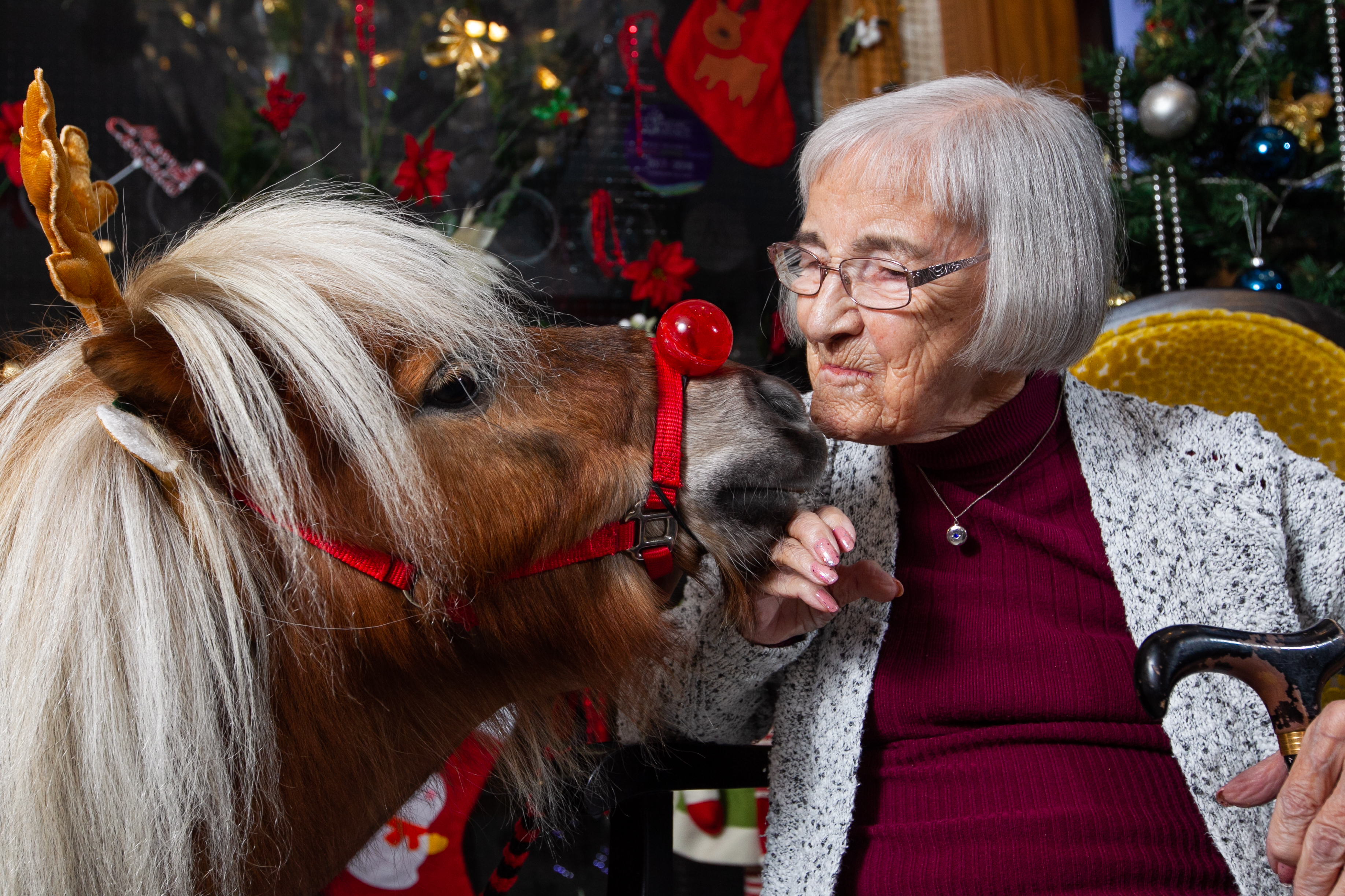 Watch Therapy Miniature Shetland Ponies Visit Elderly Care Homes As 