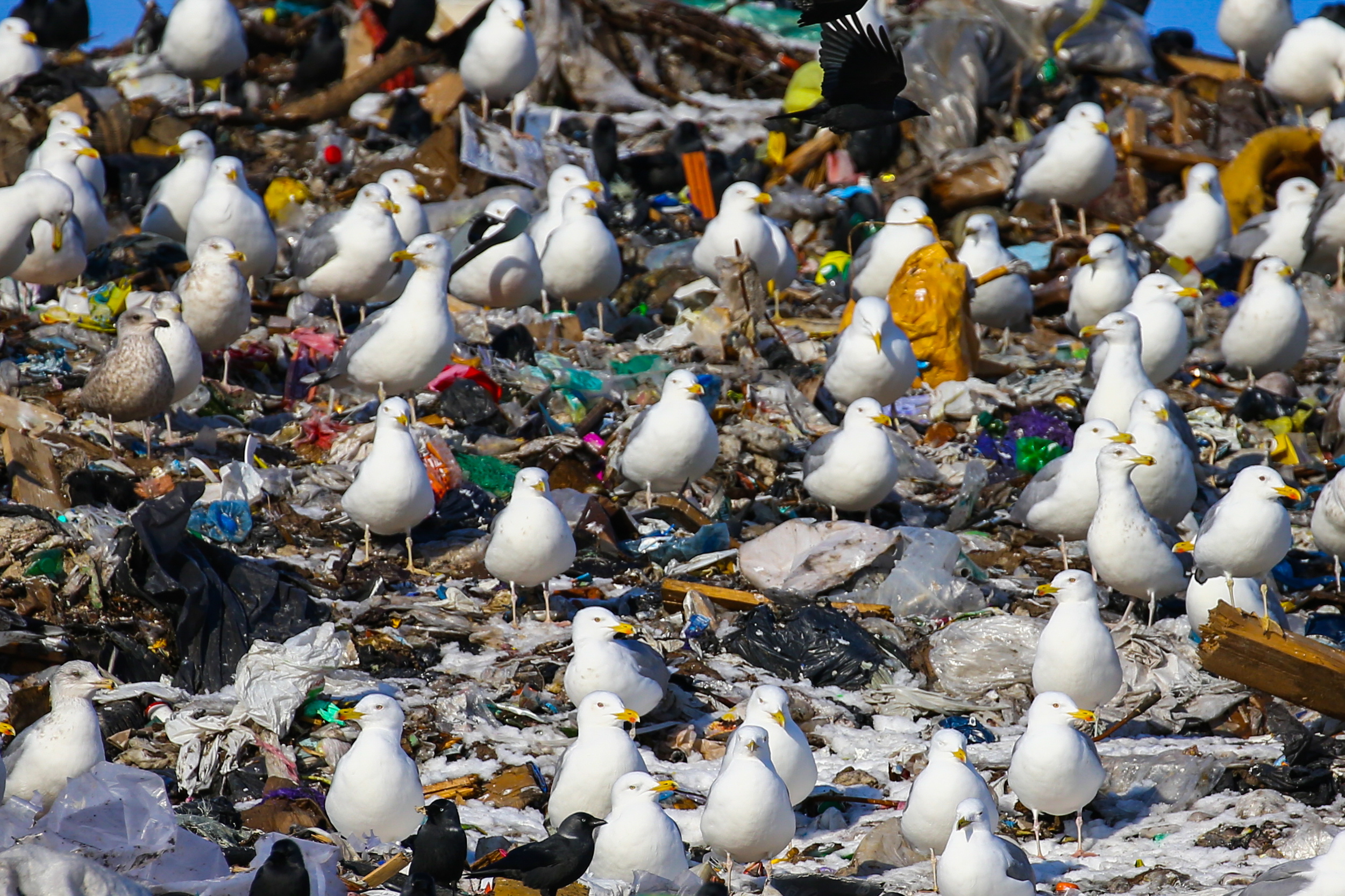Seagulls on a landfill site (Peter Kovalev\TASS via Getty Images)