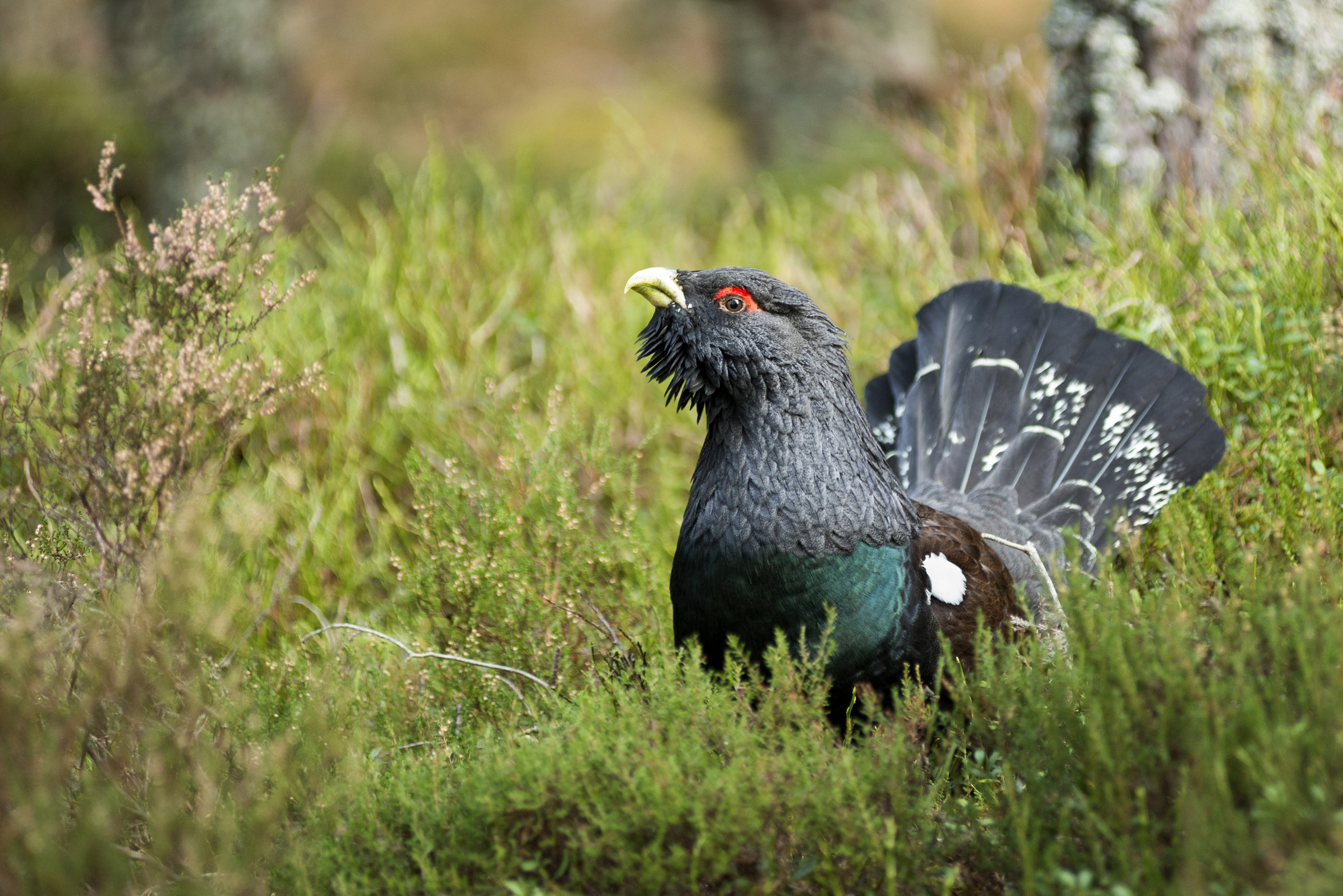 Capercaillie (Getty Images)