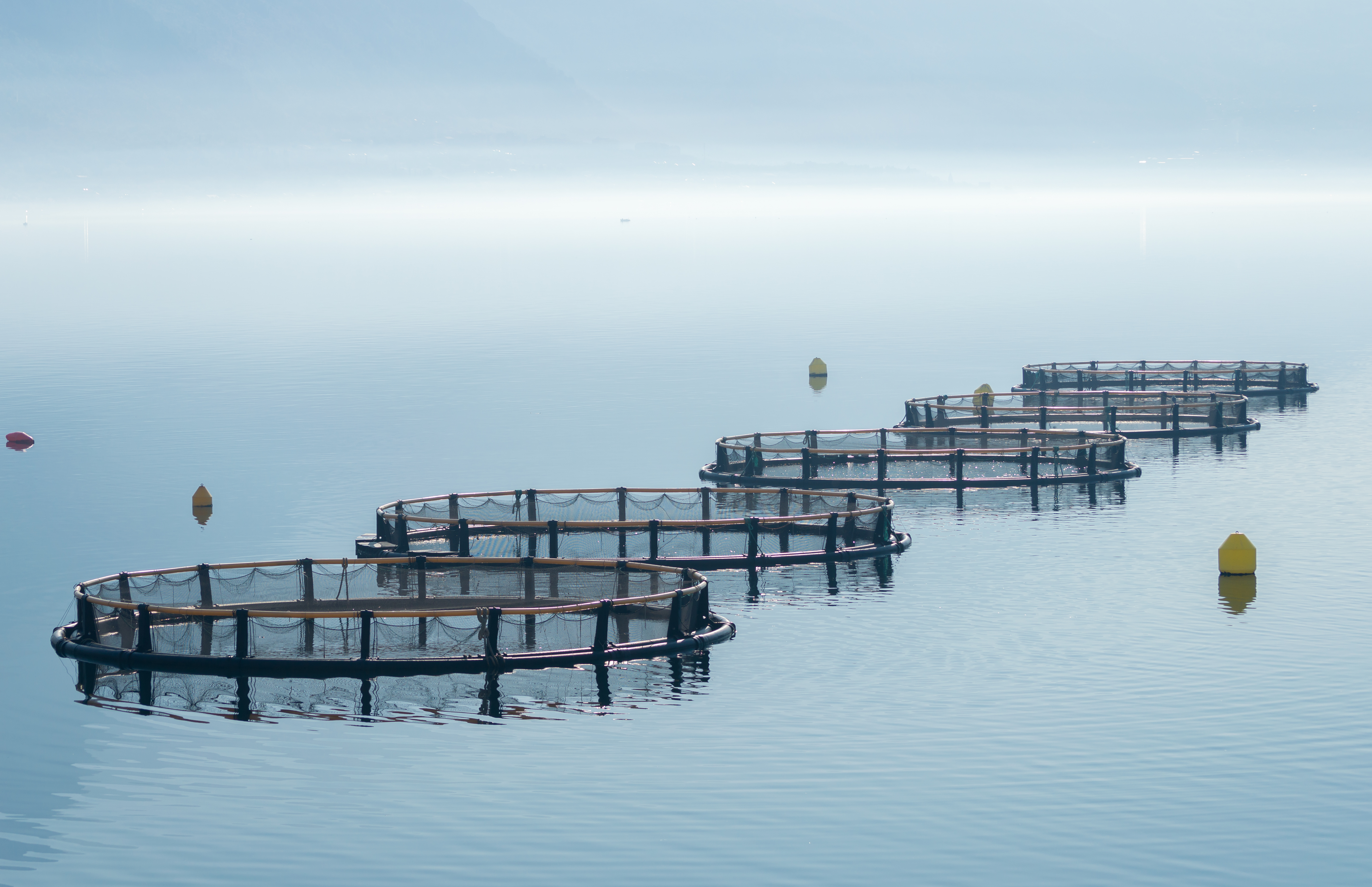 A Scottish salmon farm.