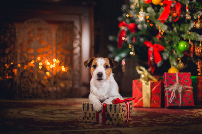 WATCH: 'A dog is for life, not just for Christmas:' 40 years on, the