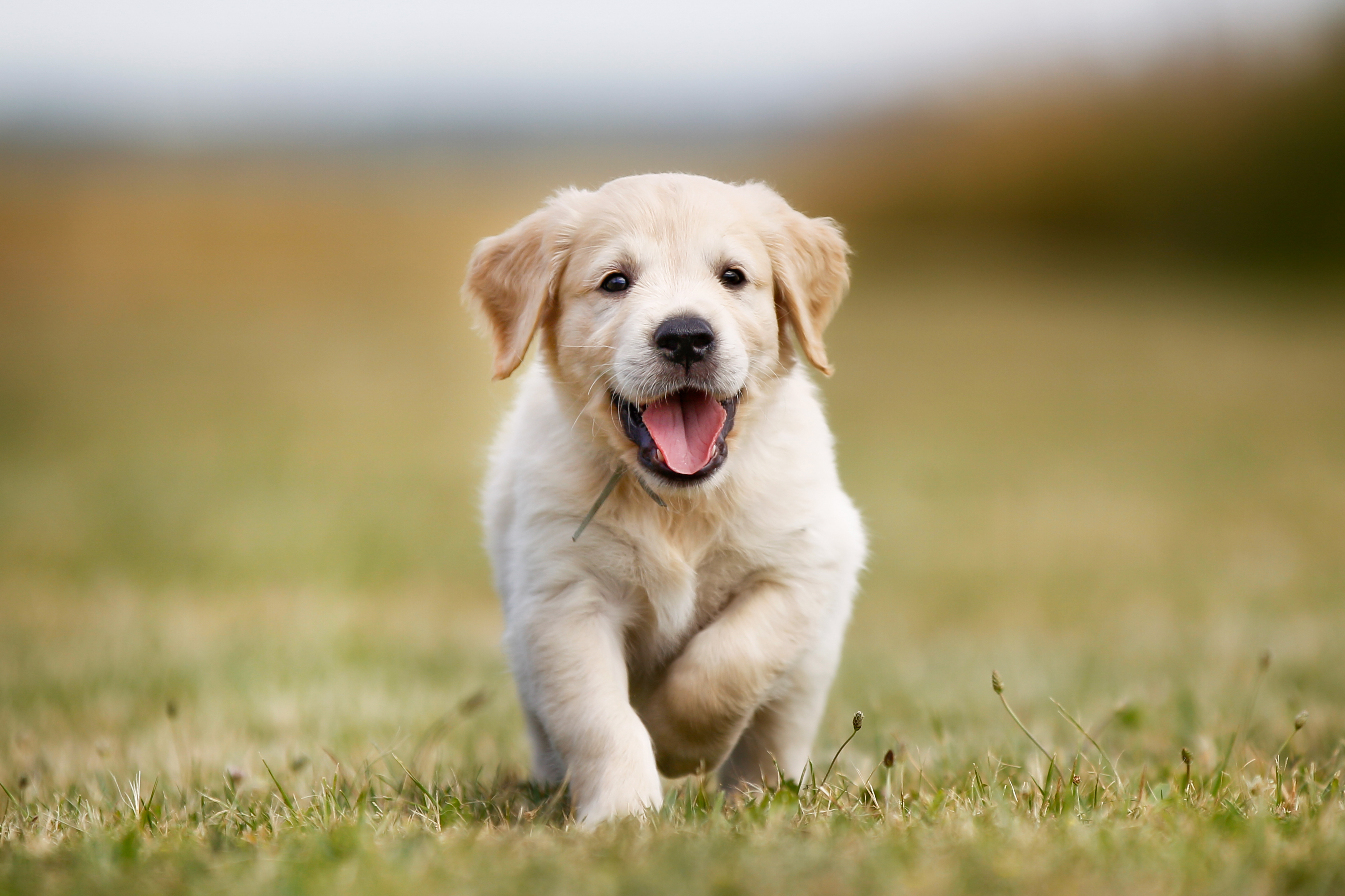 Labrador Retrievers are the Scotland and the UK's favourite dog. (iStock).