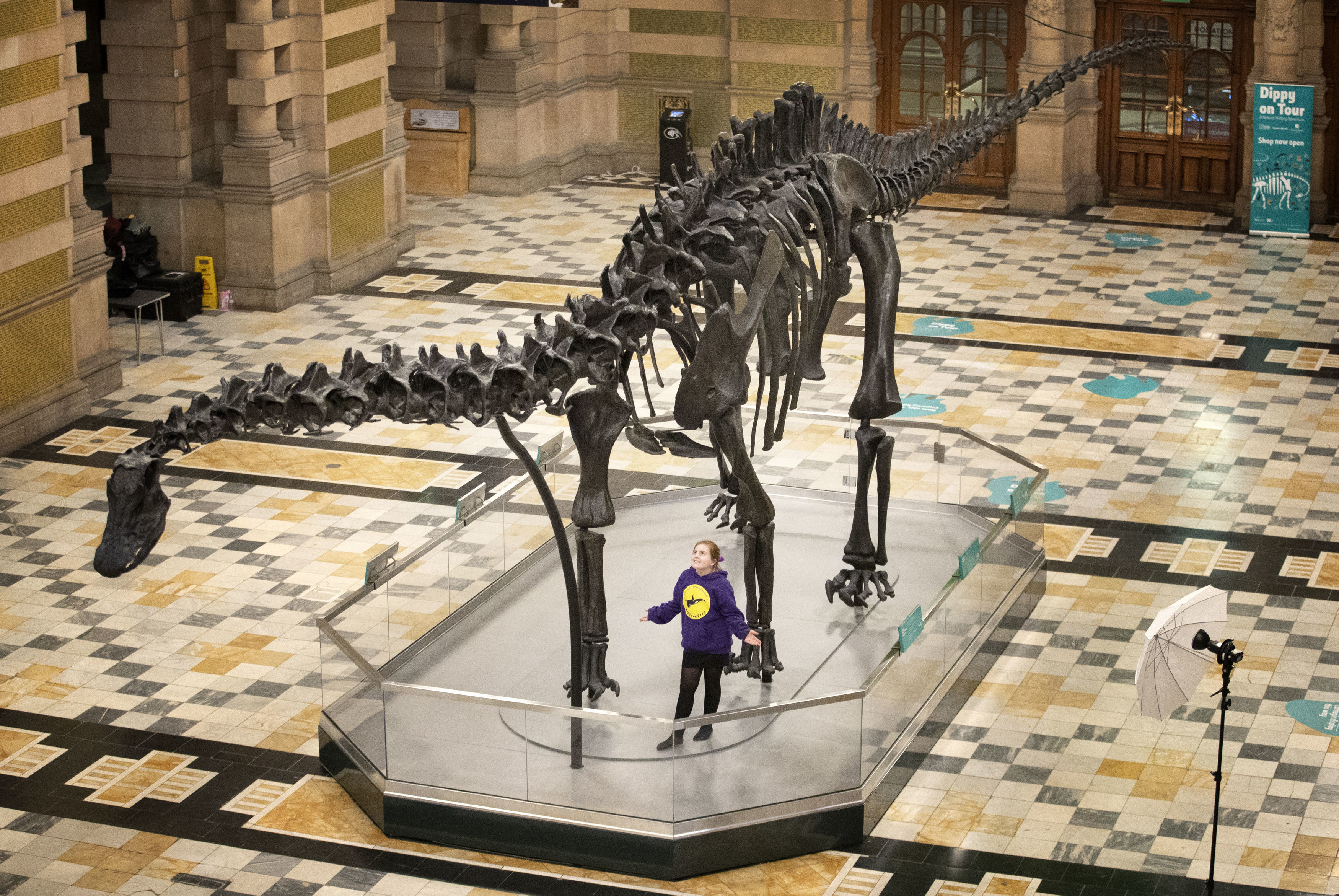 Dippy the diplodocus