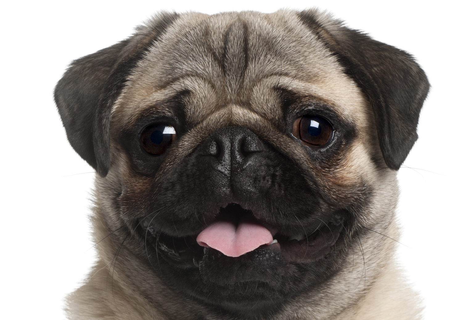 Illegal pug sales are up by a third